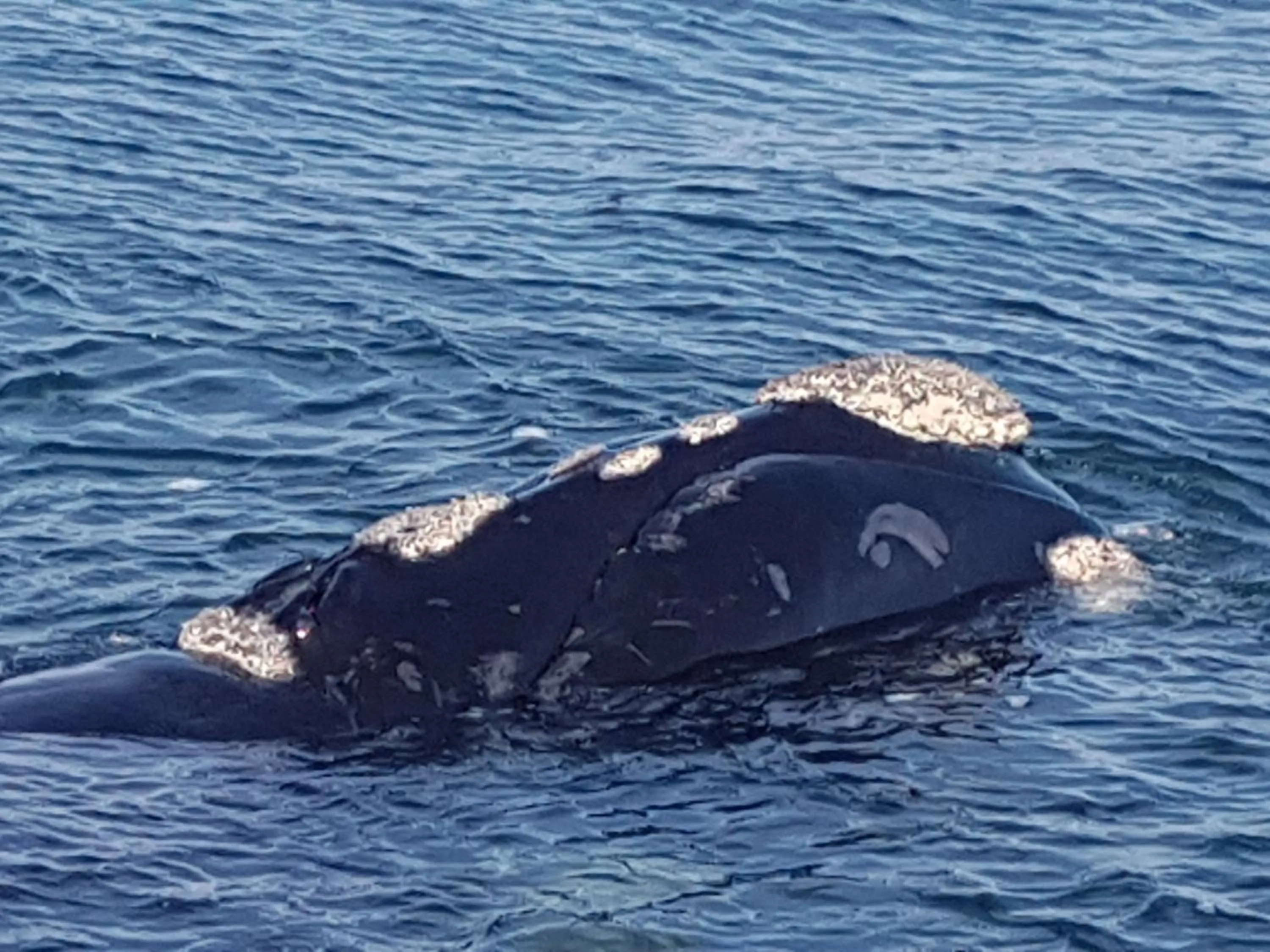 Animals in Amazing Grace B&B