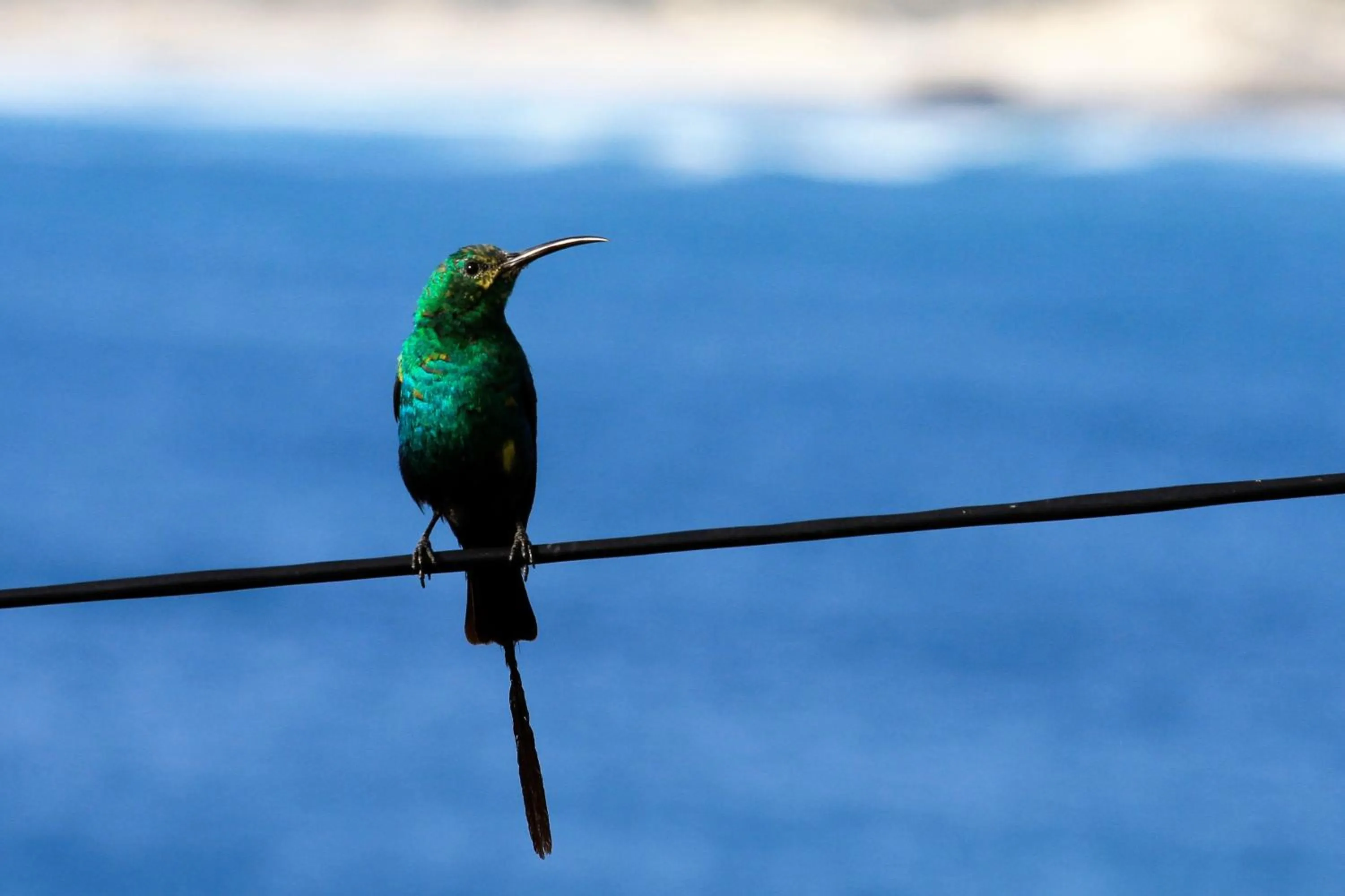 Animals in Amazing Grace B&B