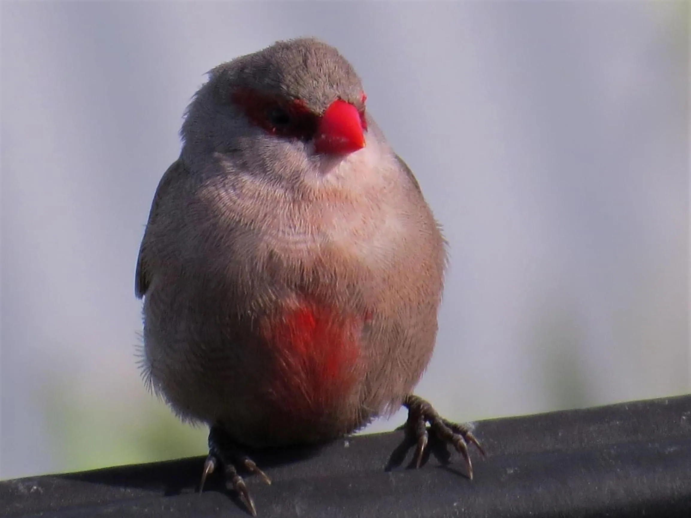 Animals in Amazing Grace B&B