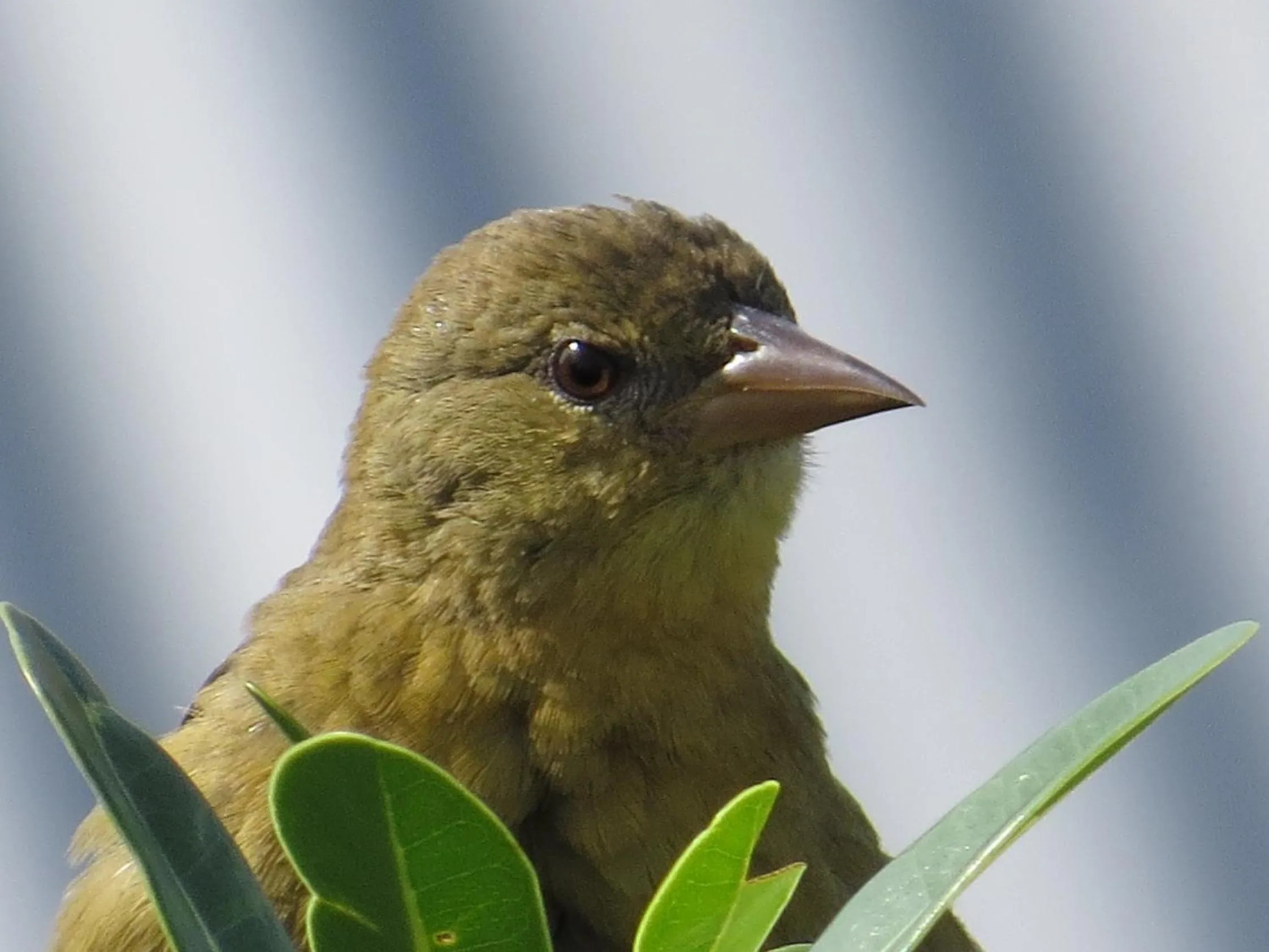 Animals in Amazing Grace B&B