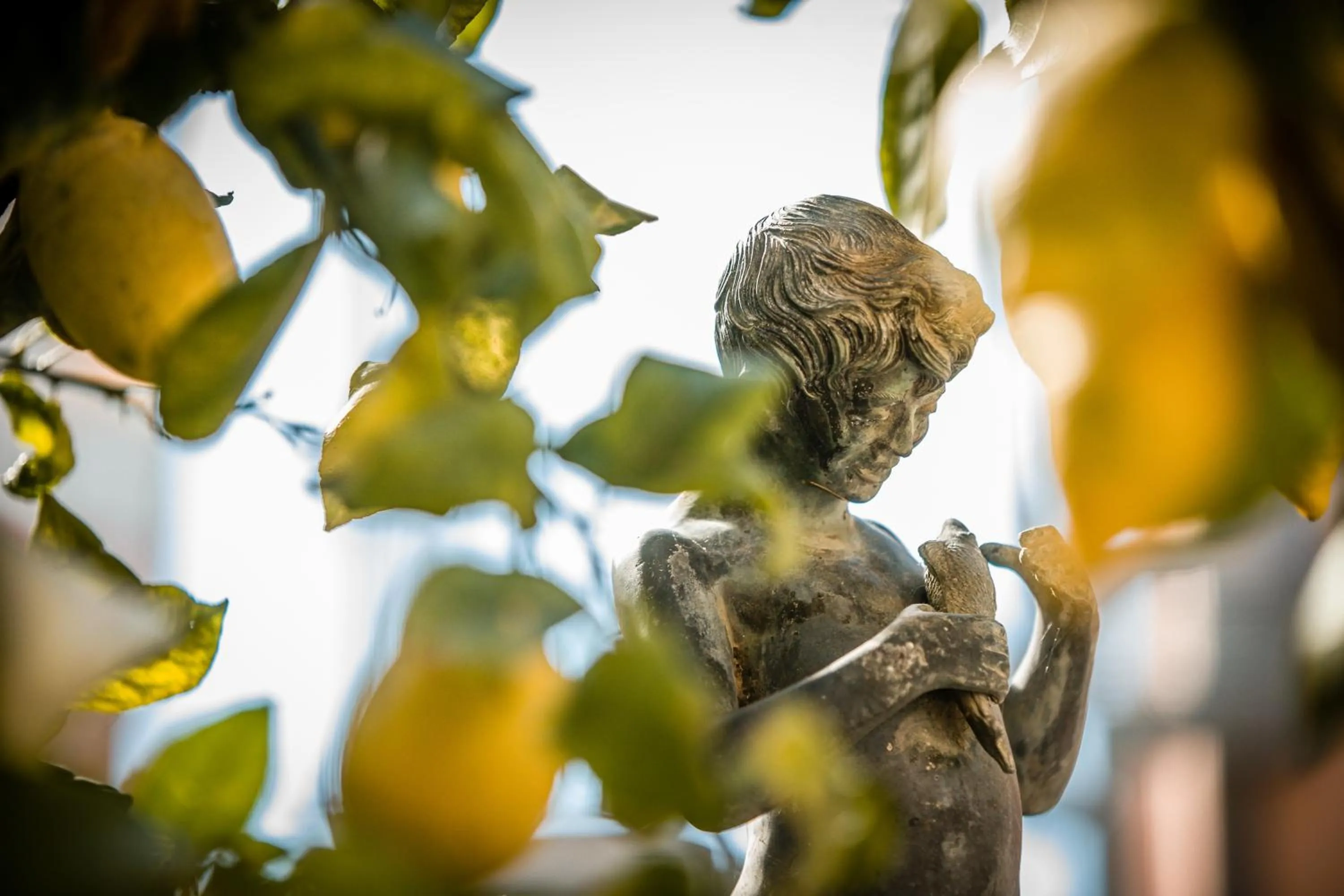 Garden in Maison Fernanda