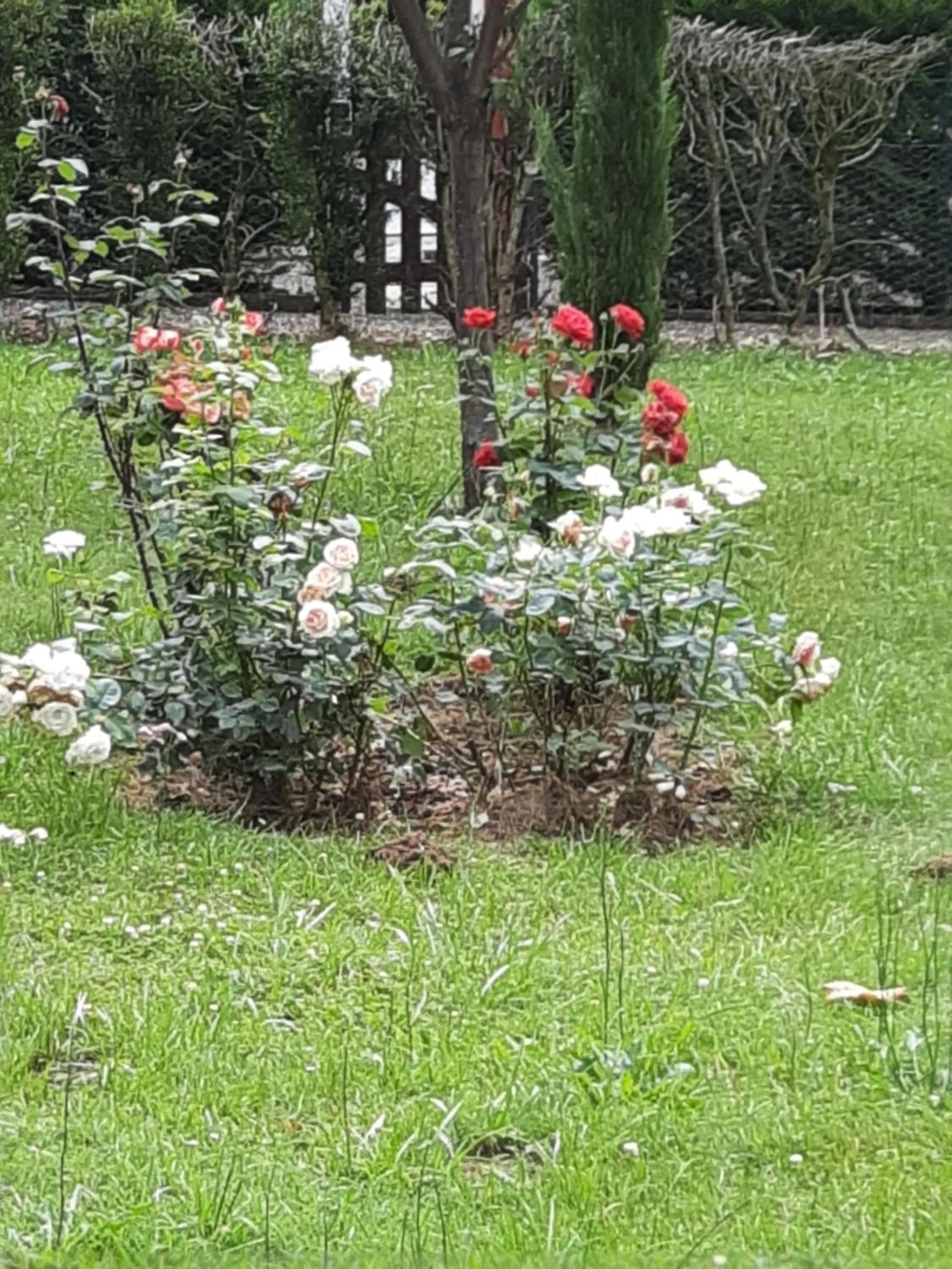 Garden in Hostellerie de La Roseraie