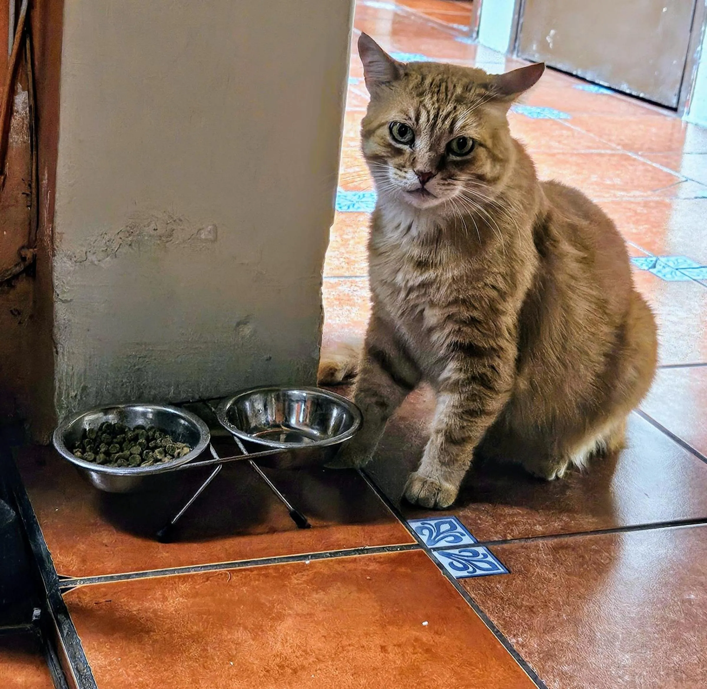 Pets in Hotel Casa del Cerro