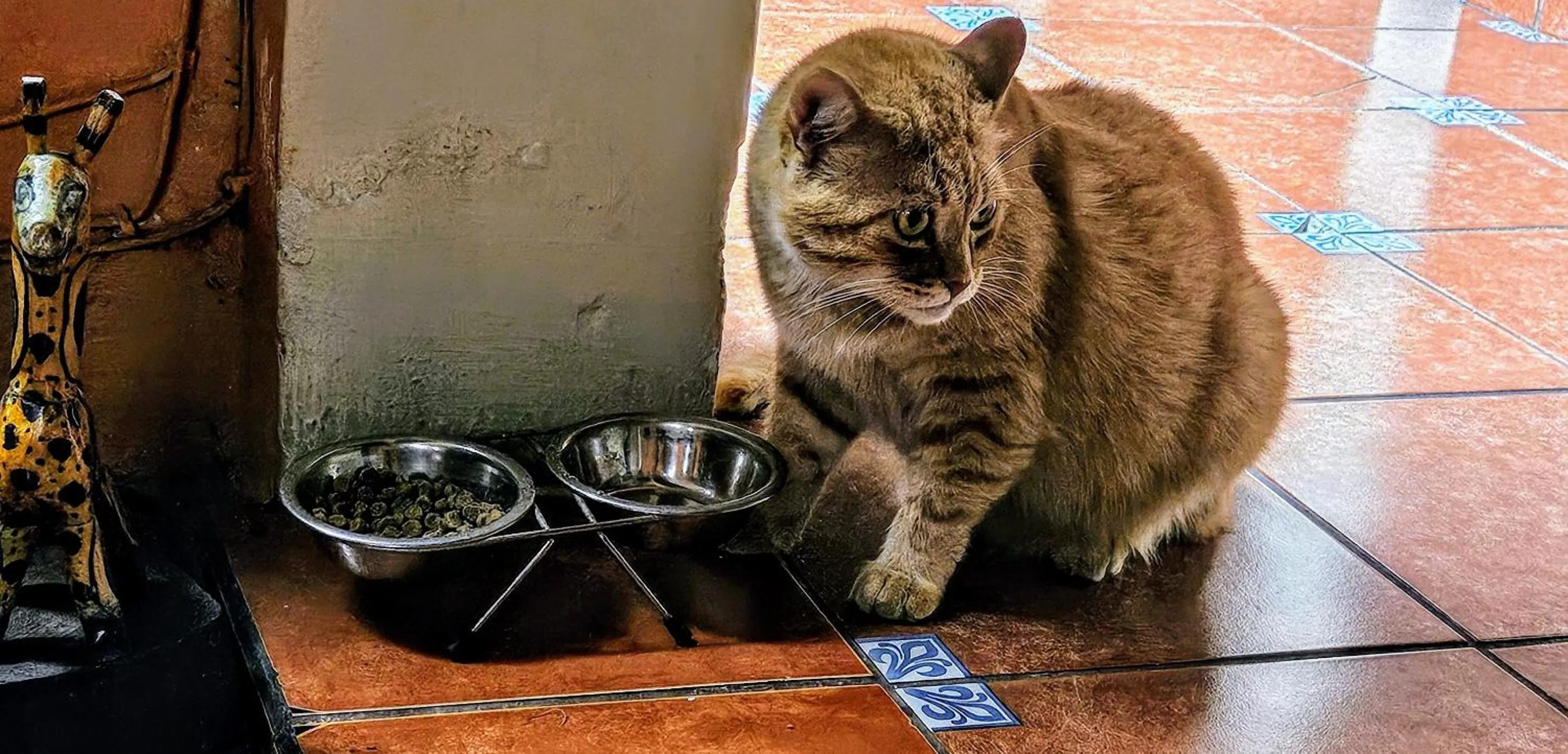 Pets in Hotel Casa del Cerro