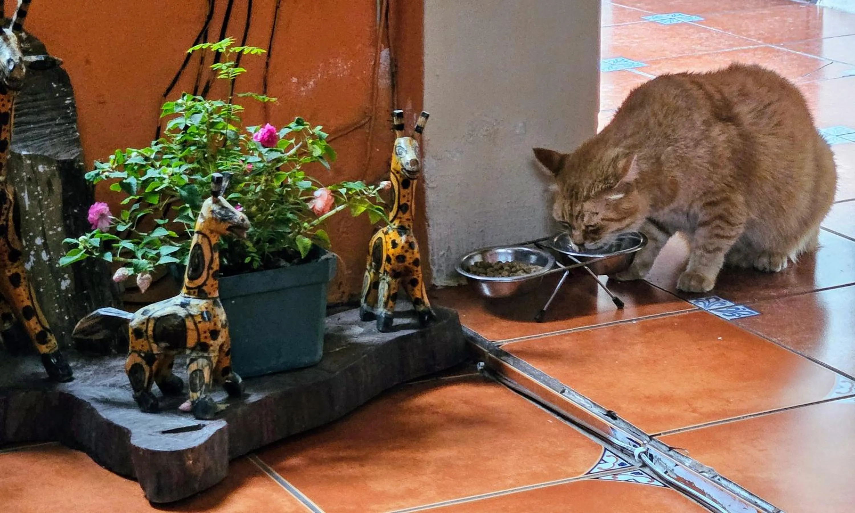 Pets in Hotel Casa del Cerro