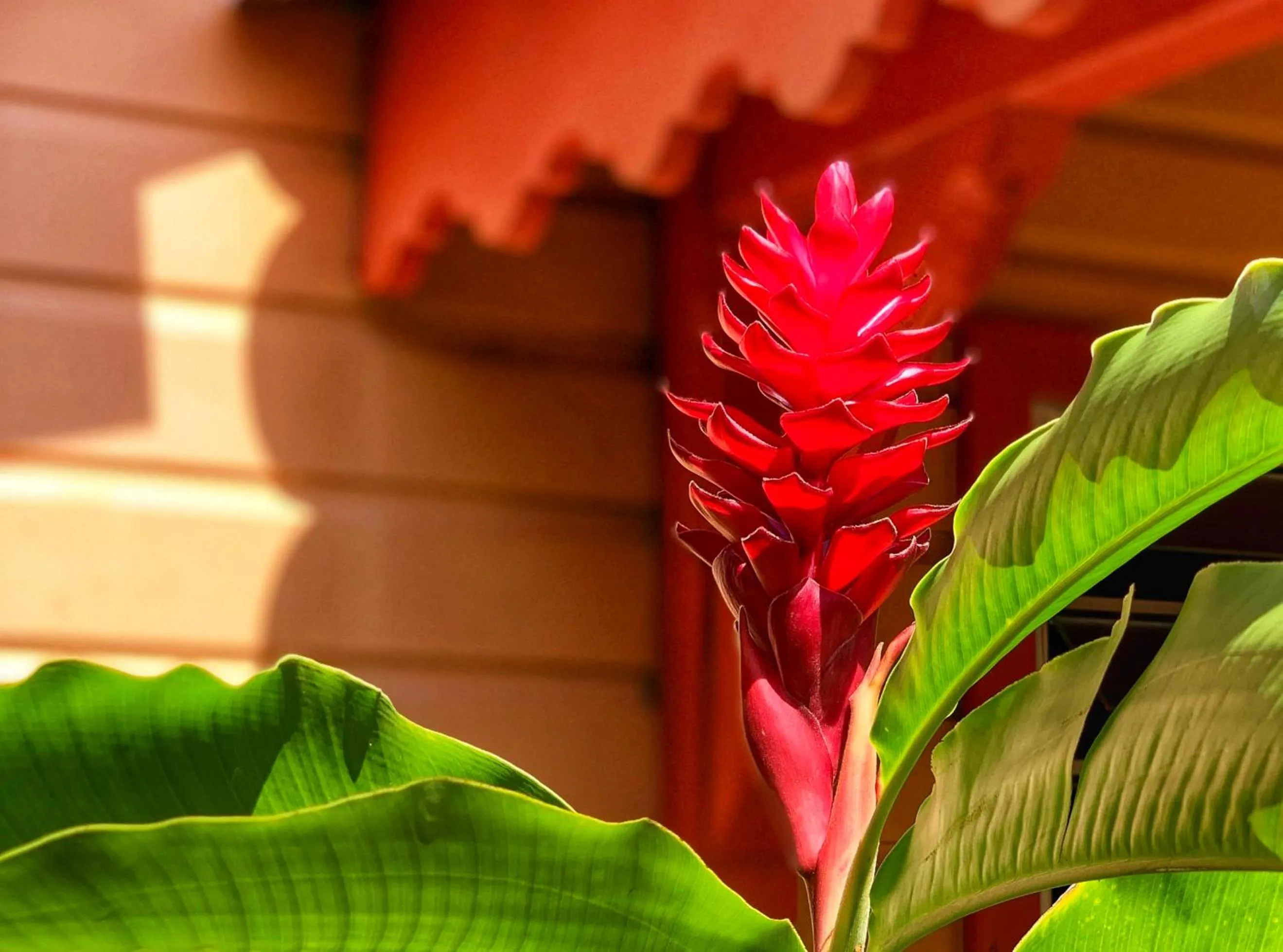 Garden in Hotel Bambou