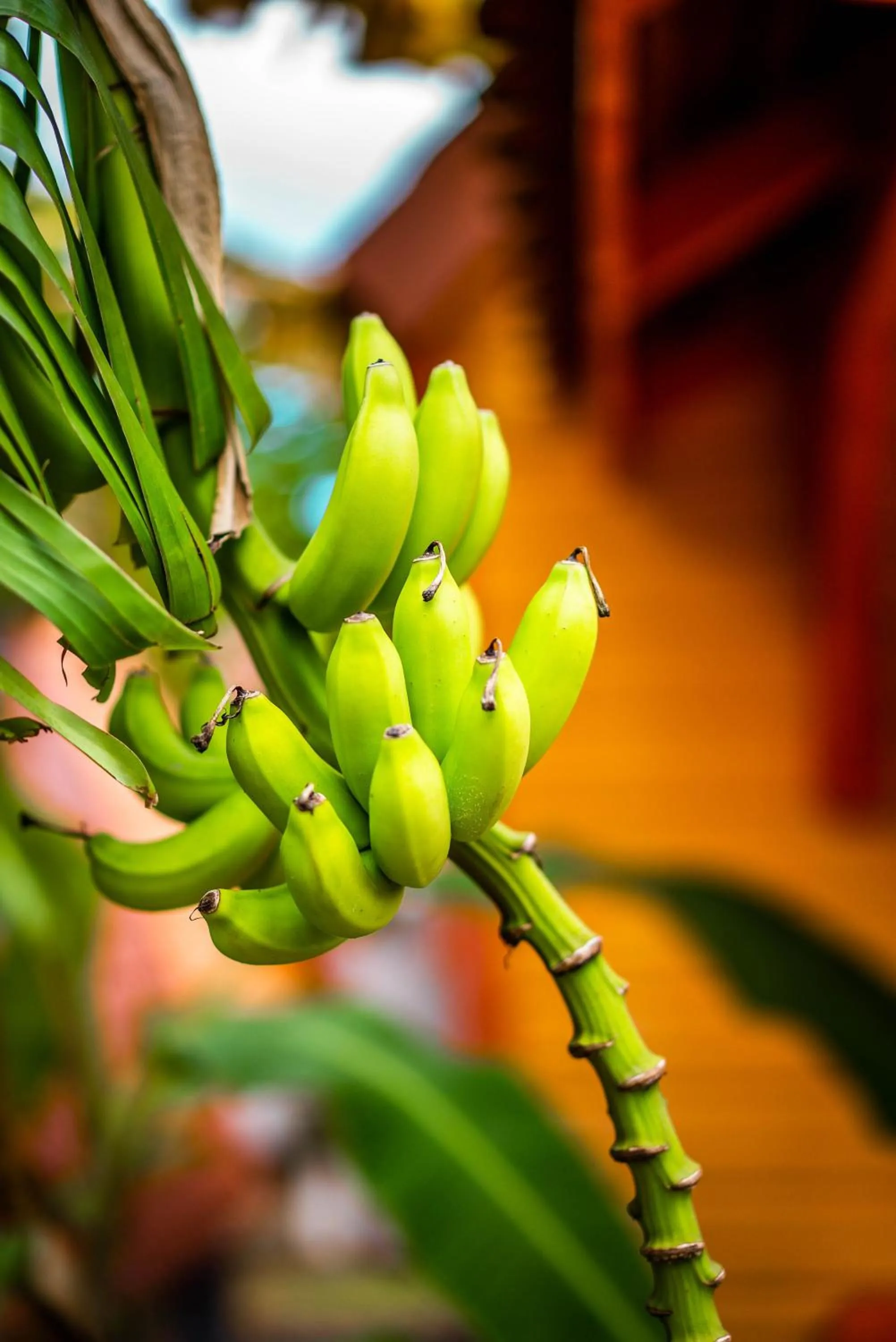 Garden in Hotel Bambou