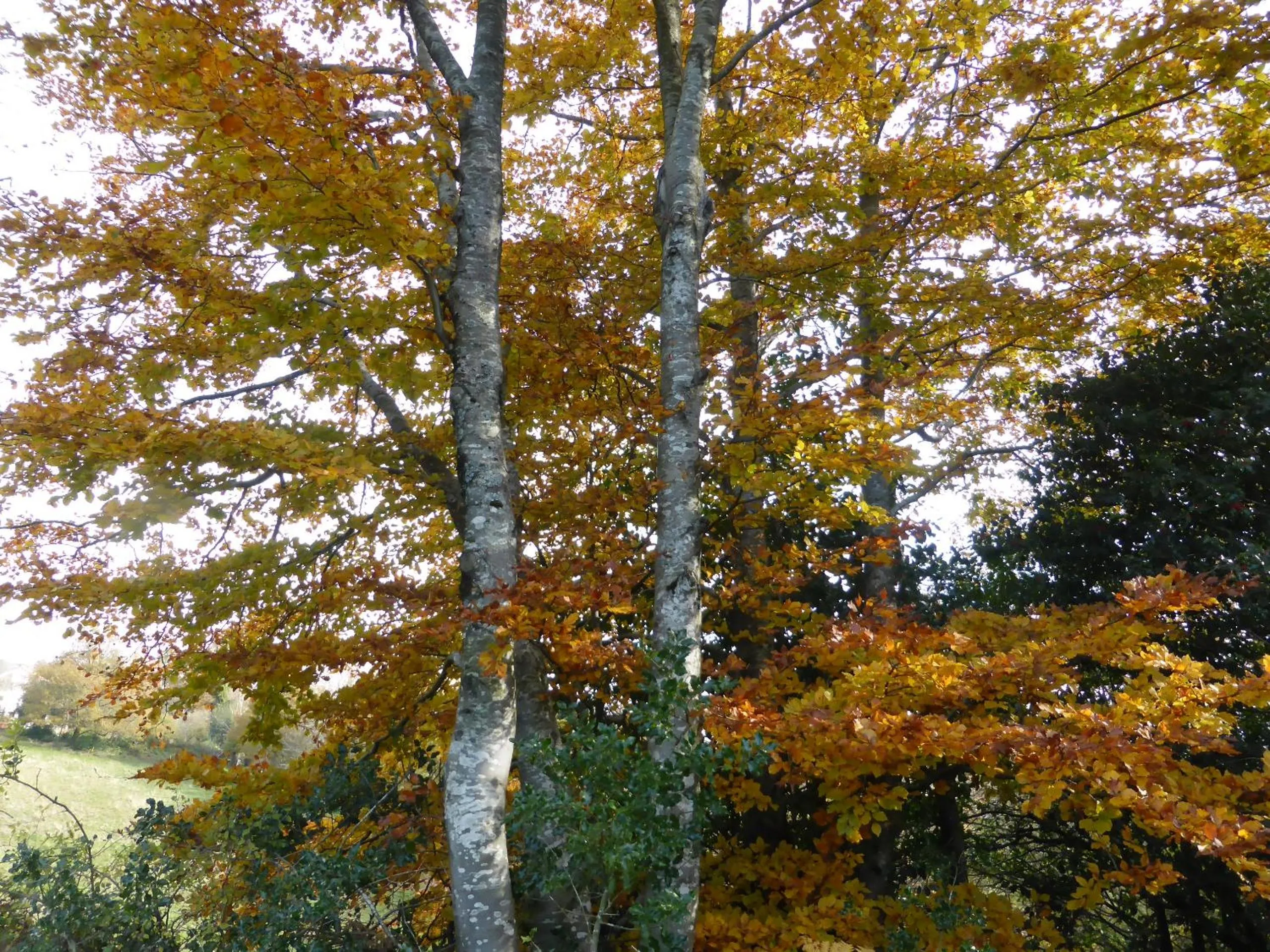 La Bouriotte Chambre d'hôtes Bouton D'Or