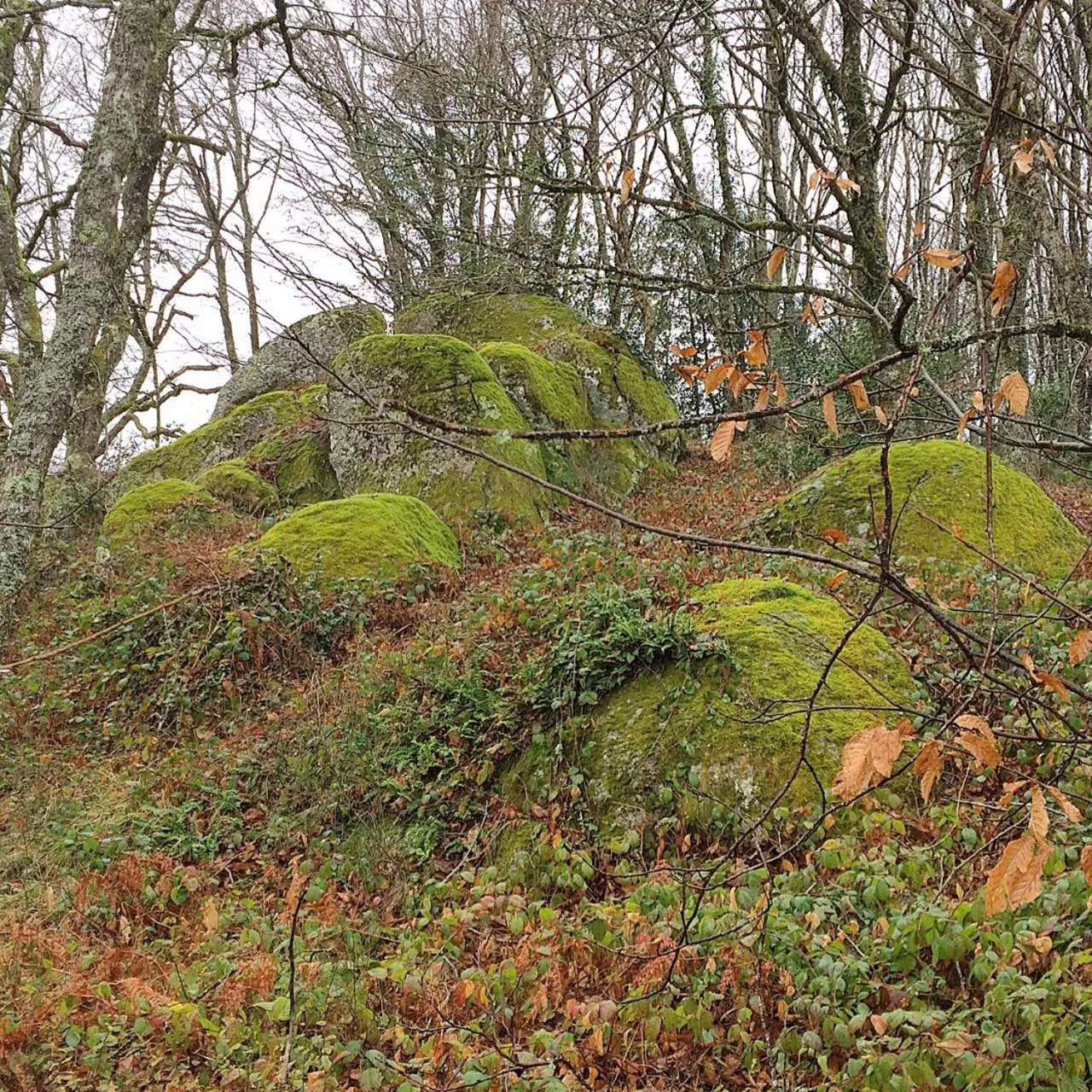Garden in La Bouriotte Chambre d'hôtes Bouton D'Or