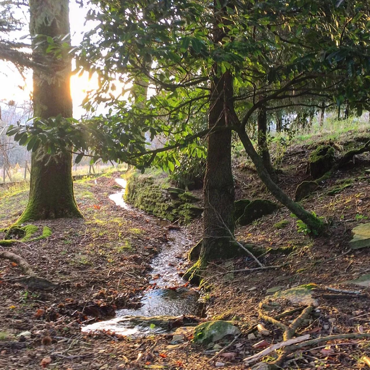Garden in La Bouriotte Chambre d'hôtes Bouton D'Or