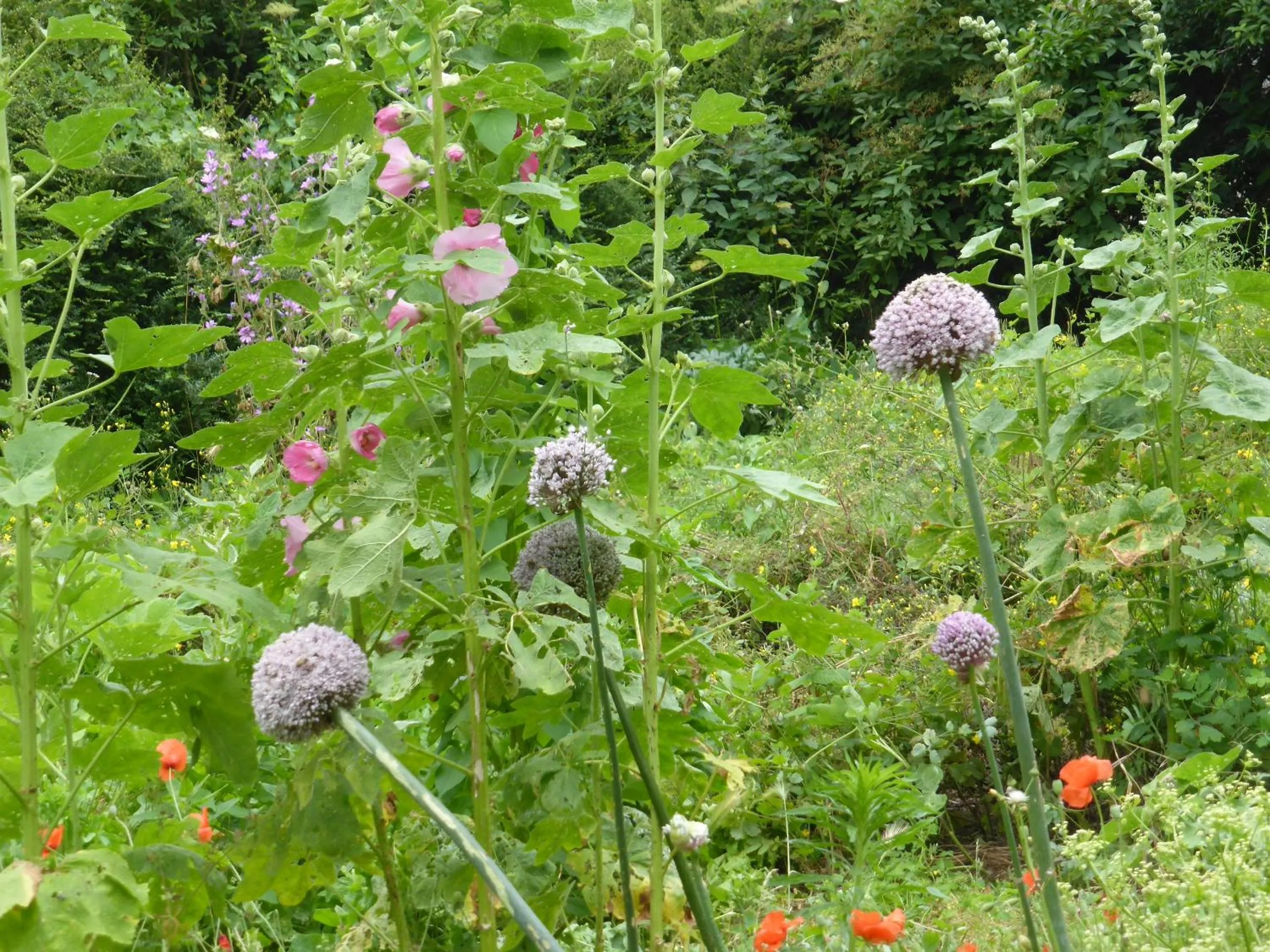 Garden in La Bouriotte Chambre d'hôtes Bouton D'Or