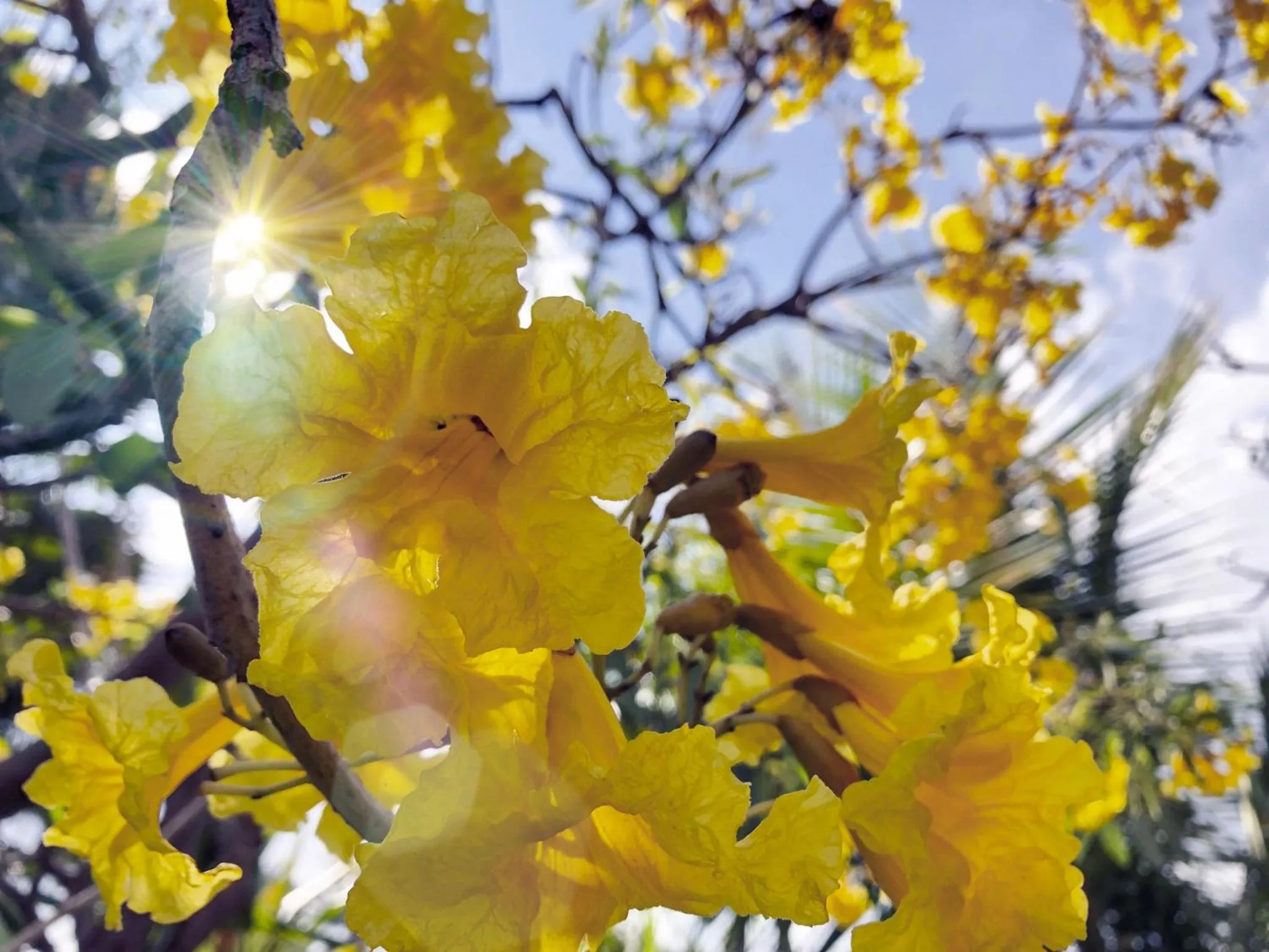 Garden in Doni House & Villas