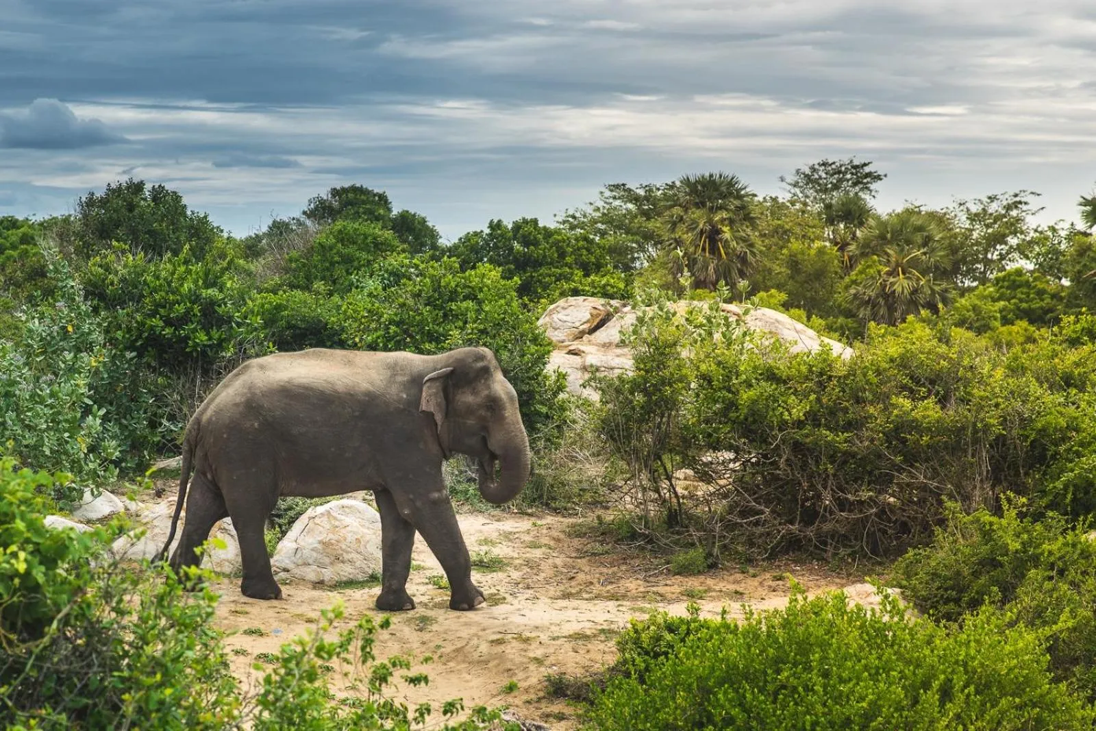 Animals in Babar Point