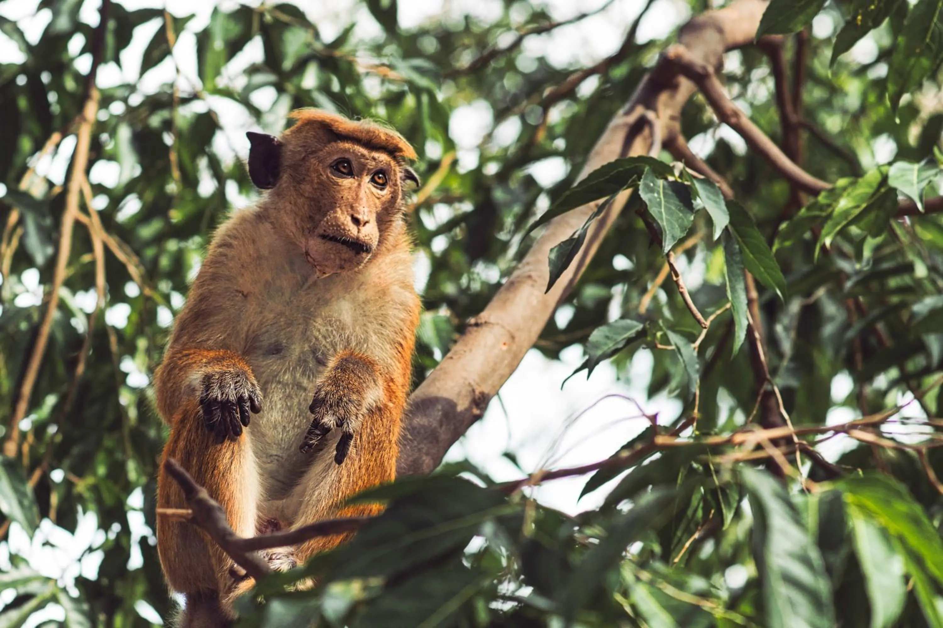 Animals in Babar Point