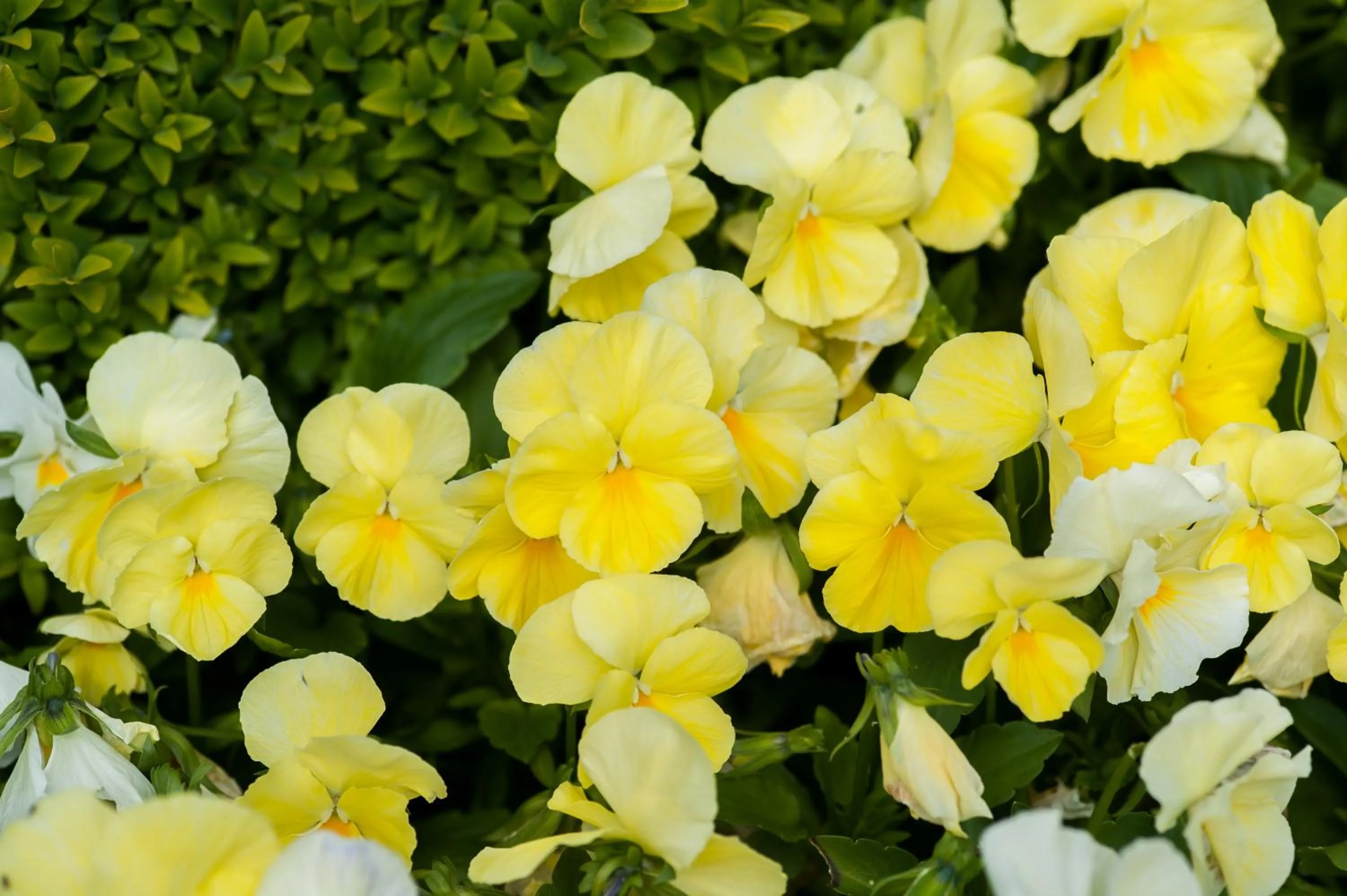 Garden in Summer Lodge Country House Hotel