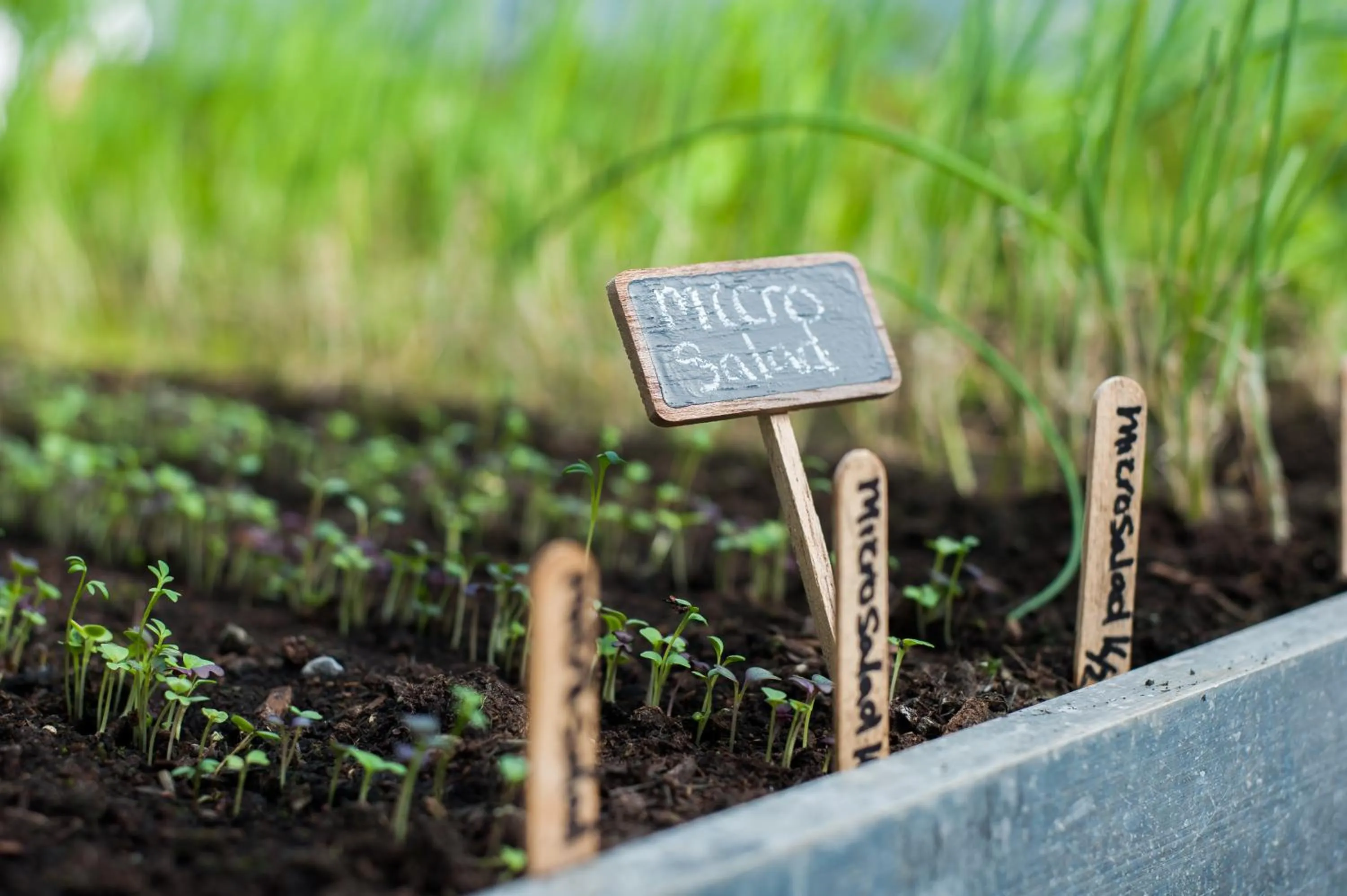 Food and drinks in Summer Lodge Country House Hotel