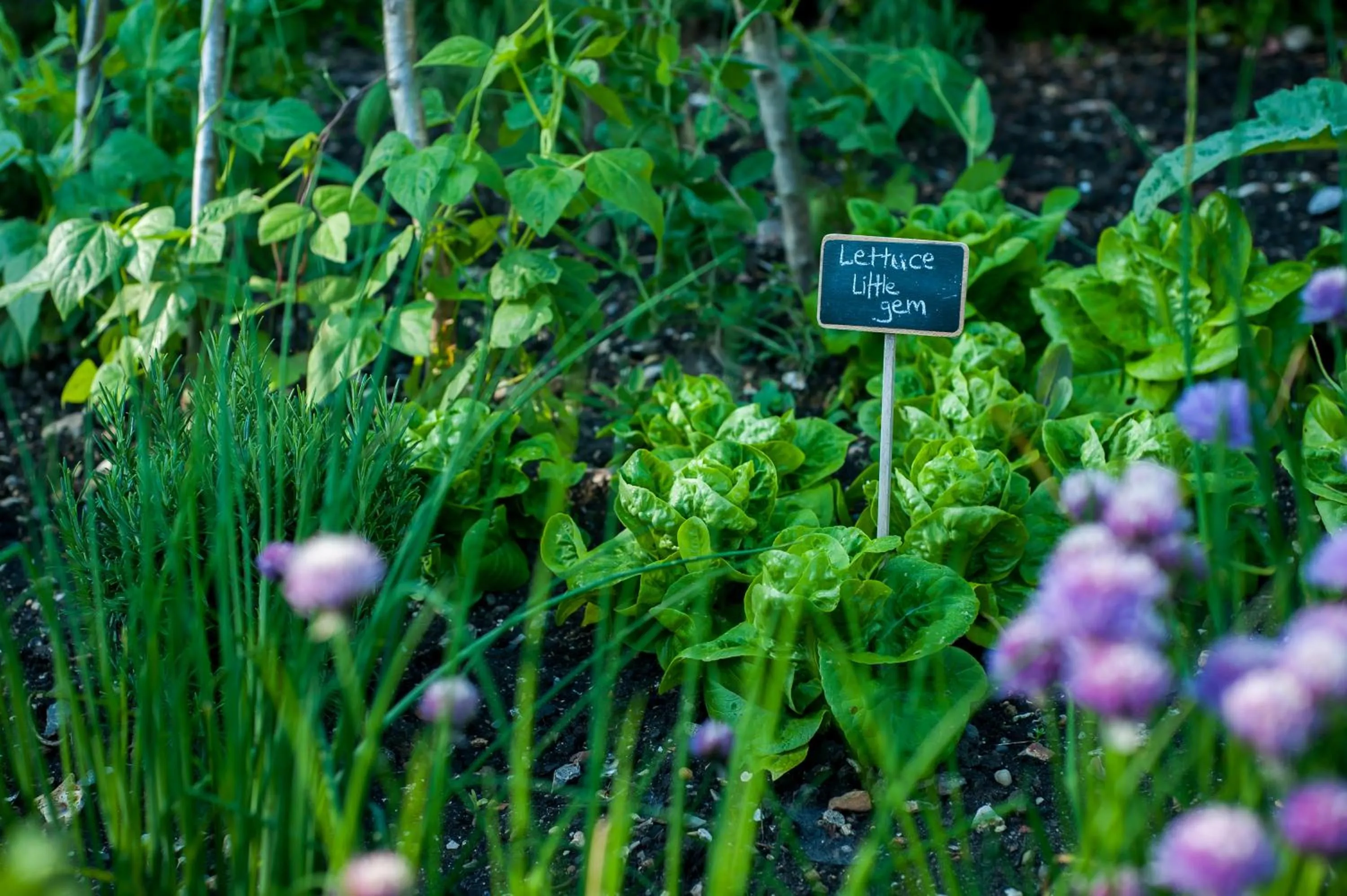 Garden in Summer Lodge Country House Hotel