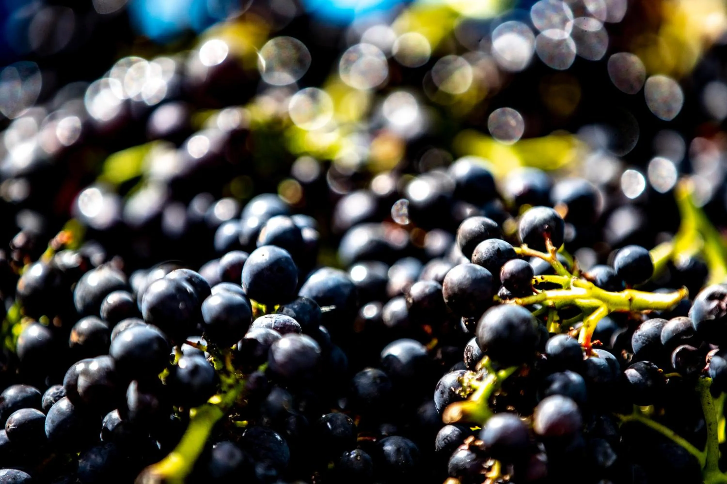 Garden in Lympstone Manor Hotel Restaurant & Vineyard - Relais & Chateaux