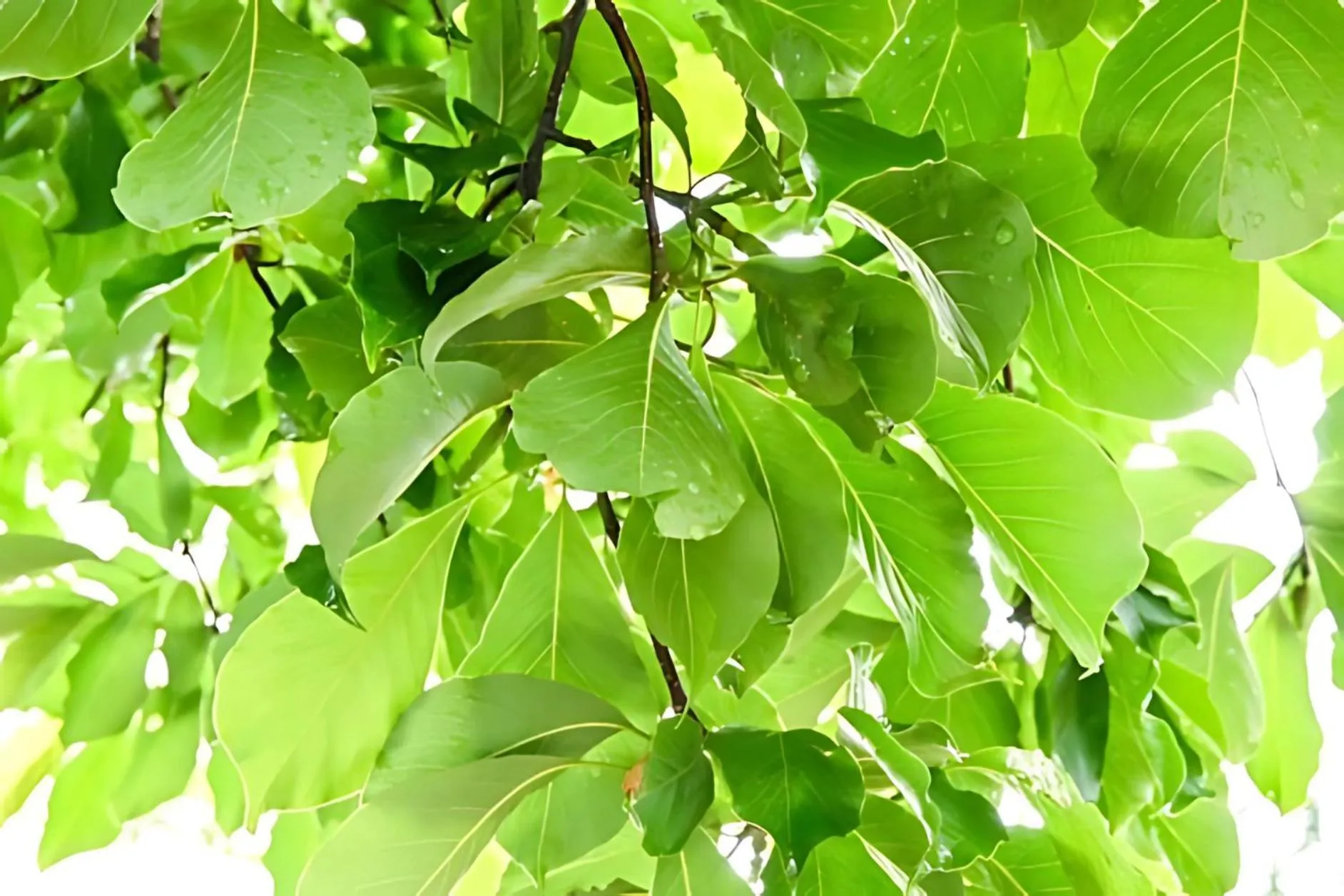 Guest House Chaconne Karuizawa