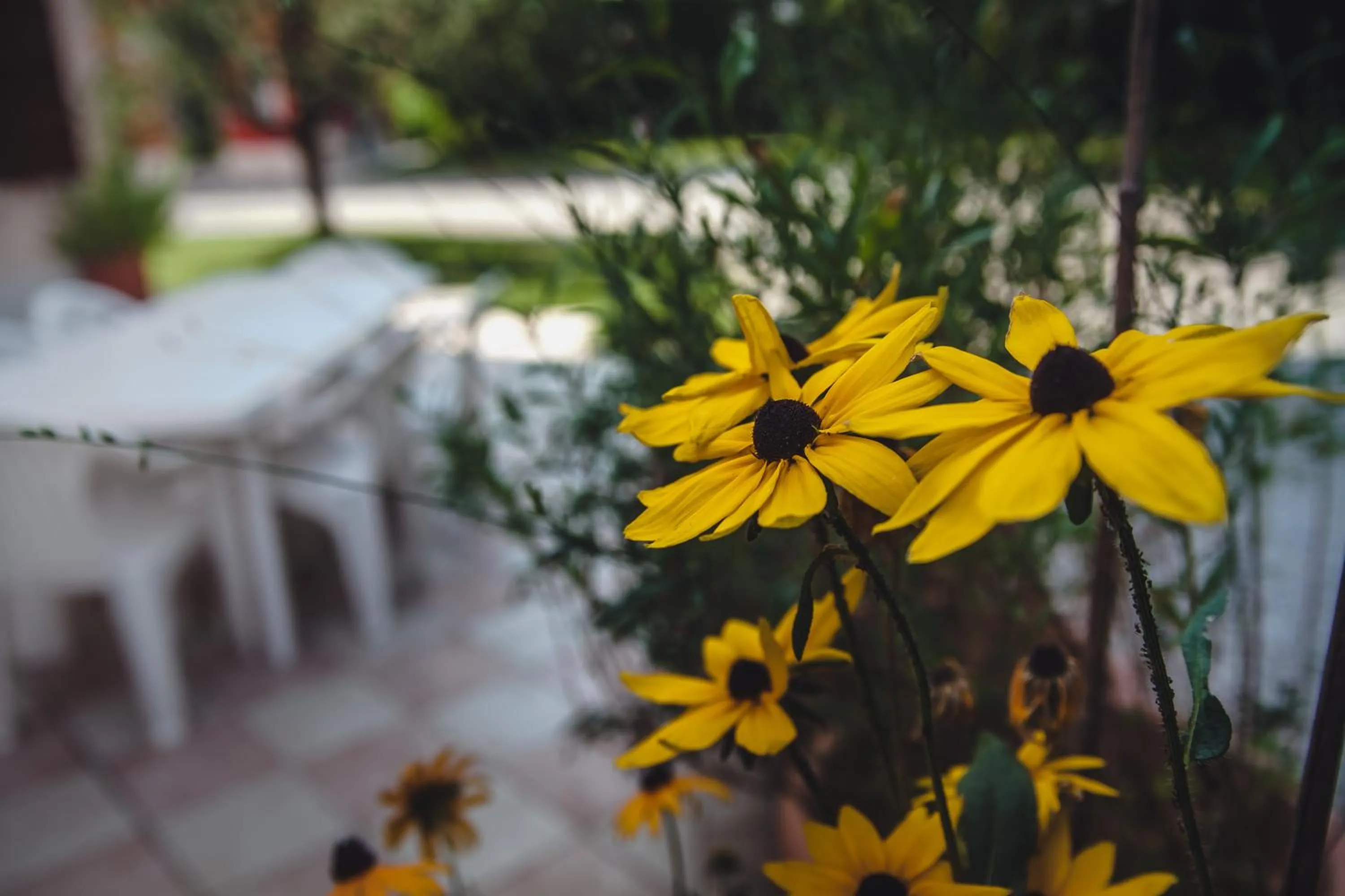 Garden in B&B La Tamerice