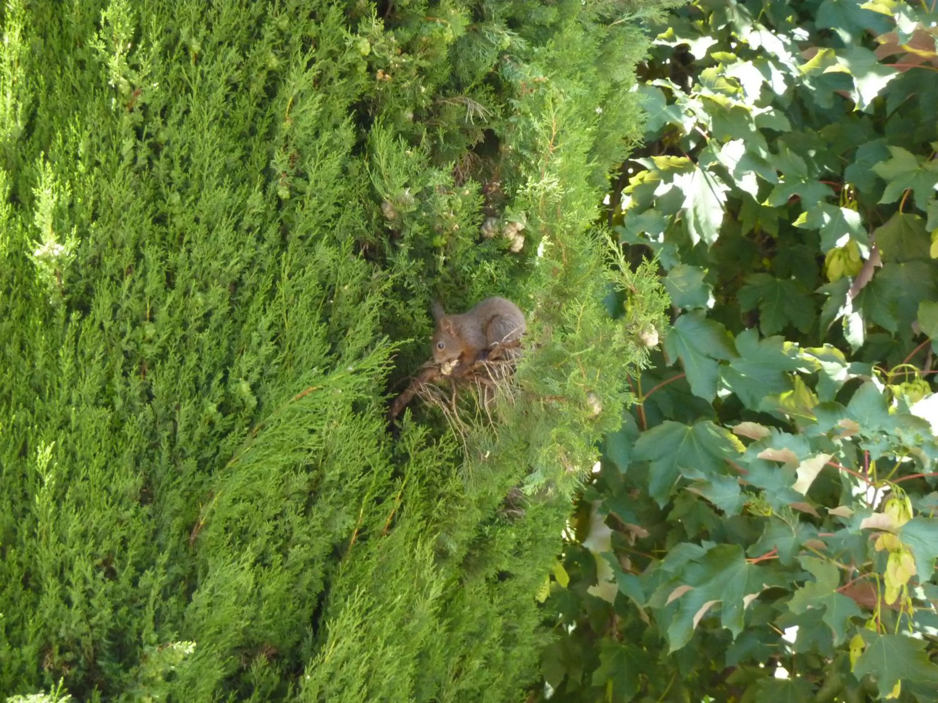 Animals in B&B La Tamerice