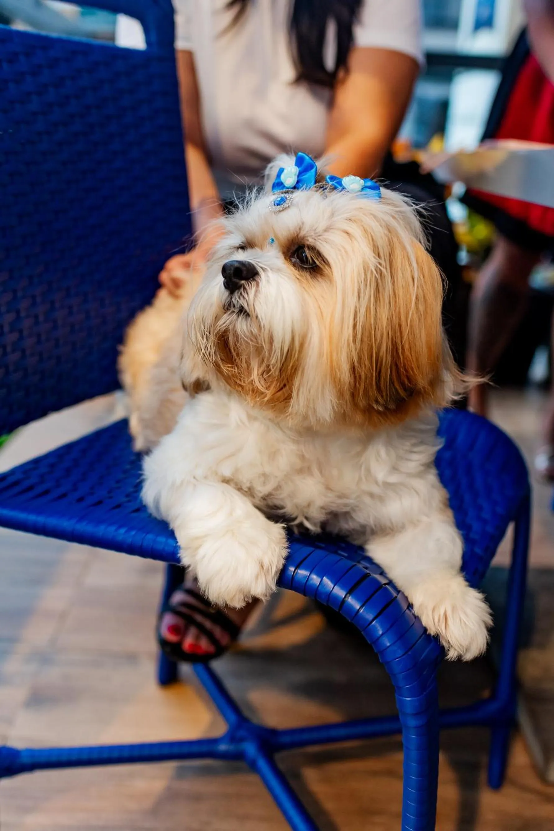 Pets in ibis budget Blumenau