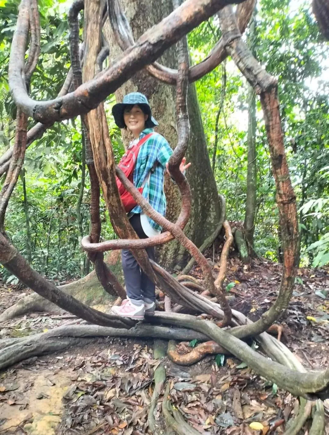 Day in Ustin Nagoya Bukit Lawang Orangutan Trekking & transport only book with us