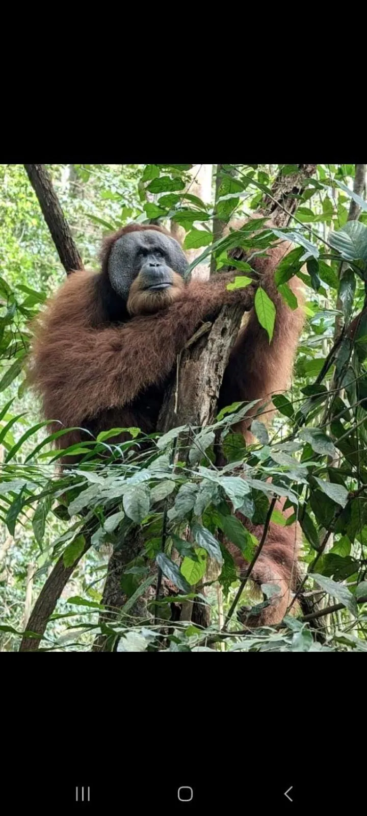 Ustin Nagoya Bukit Lawang Orangutan Trekking & transport only book with us