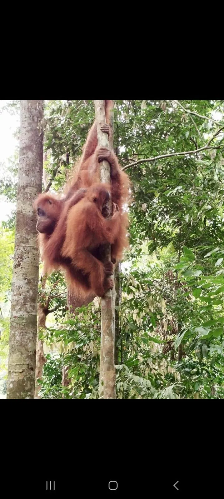 Ustin Nagoya Bukit Lawang Orangutan Trekking & transport only book with us