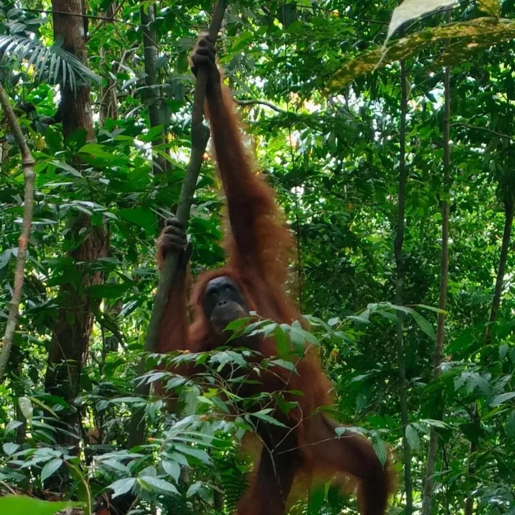 Ustin Nagoya Bukit Lawang Orangutan Trekking & transport only book with us