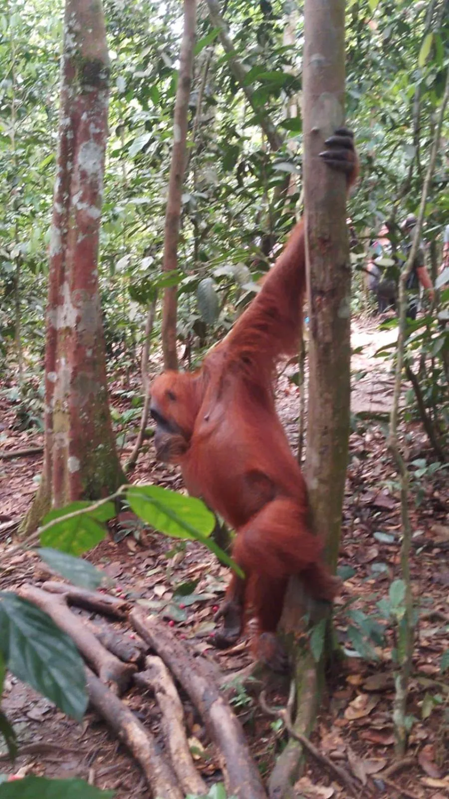 Animals in Ustin Nagoya Bukit Lawang Orangutan Trekking & transport only book with us