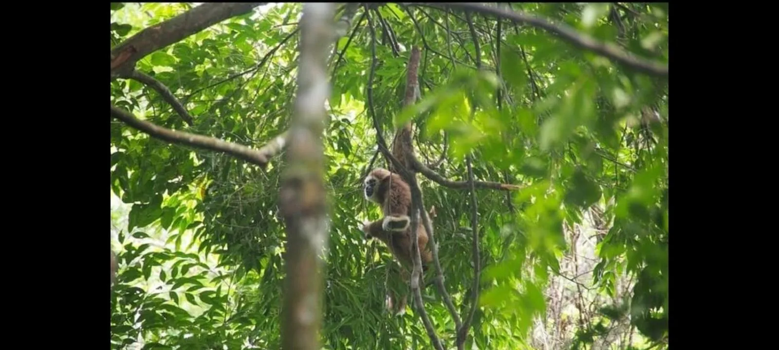 Ustin Nagoya Bukit Lawang Orangutan Trekking & transport only book with us