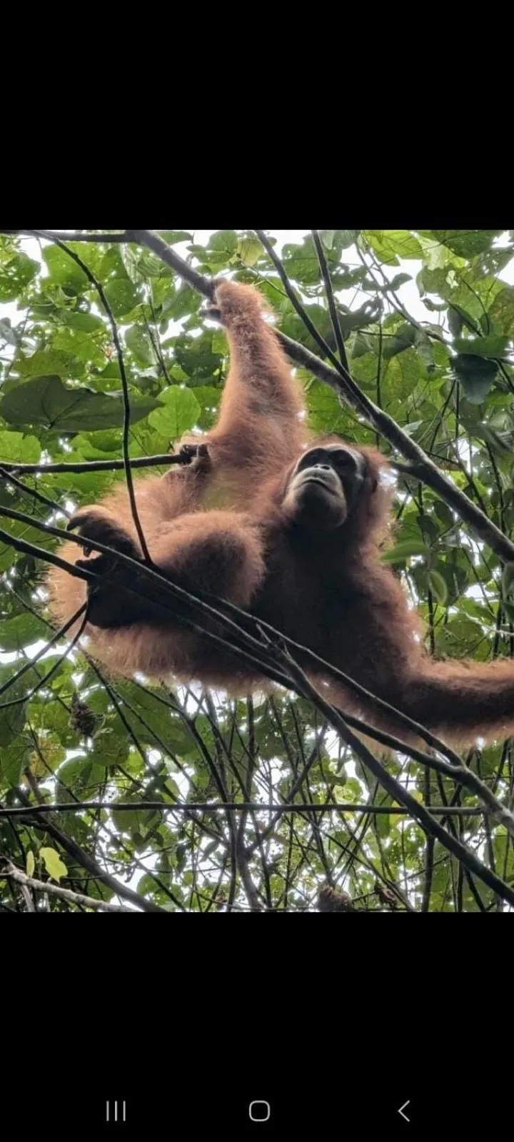 Ustin Nagoya Bukit Lawang Orangutan Trekking & transport only book with us