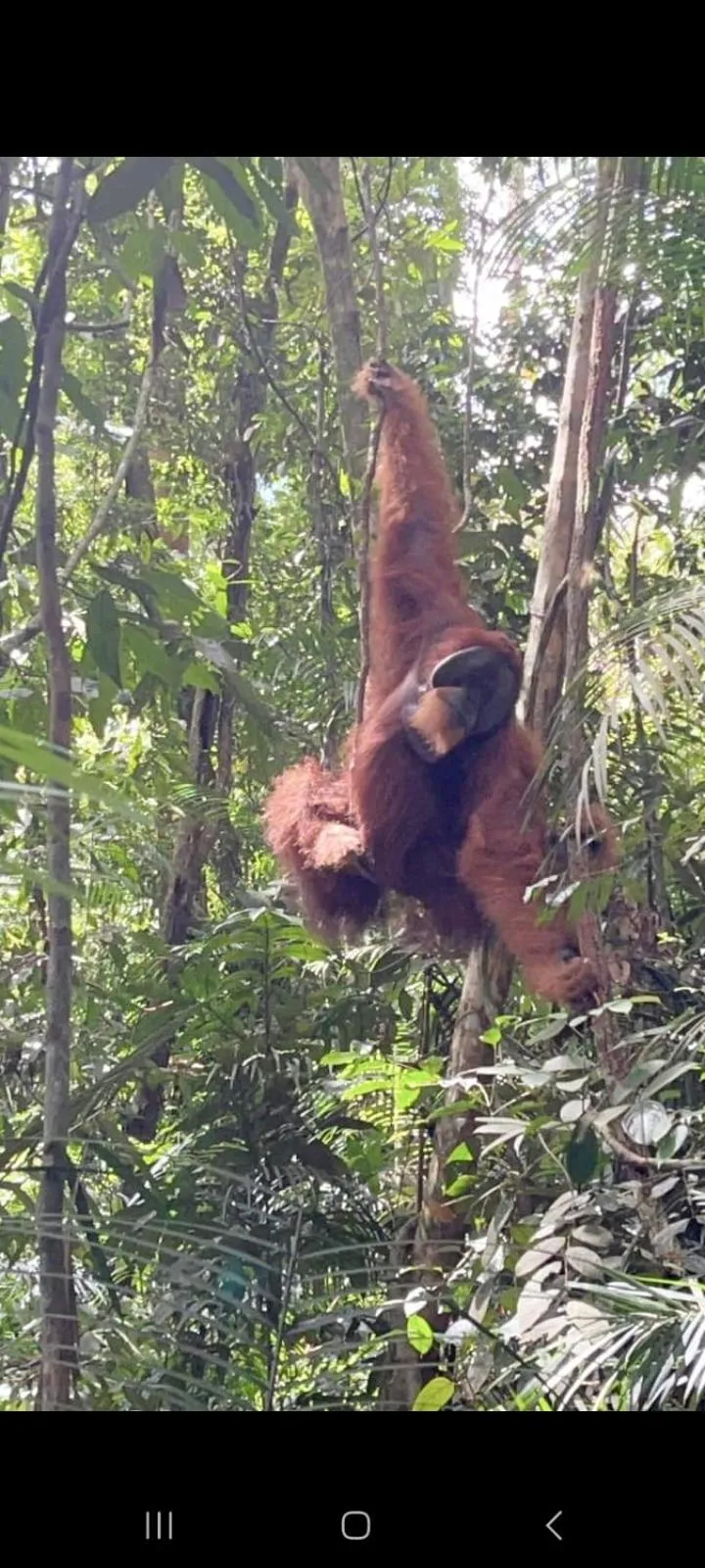 Ustin Nagoya Bukit Lawang Orangutan Trekking & transport only book with us