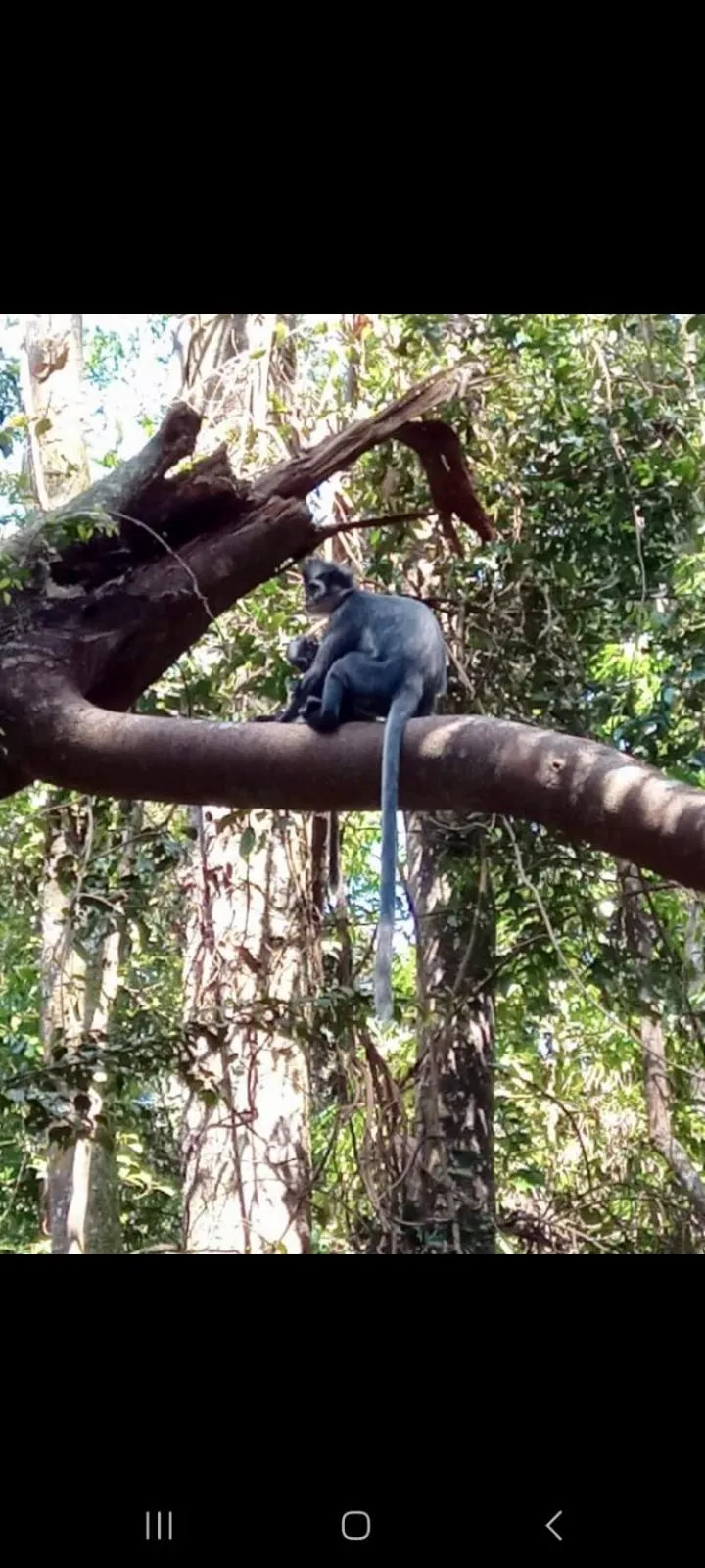 Ustin Nagoya Bukit Lawang Orangutan Trekking & transport only book with us