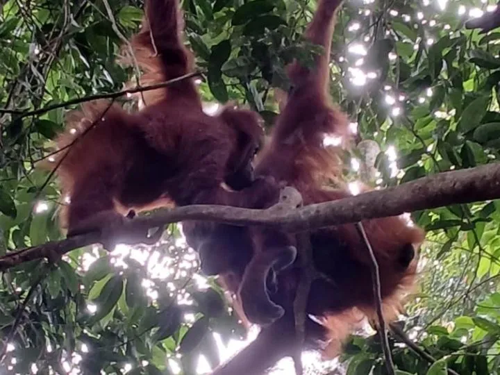 Ustin Nagoya Bukit Lawang Orangutan Trekking & transport only book with us