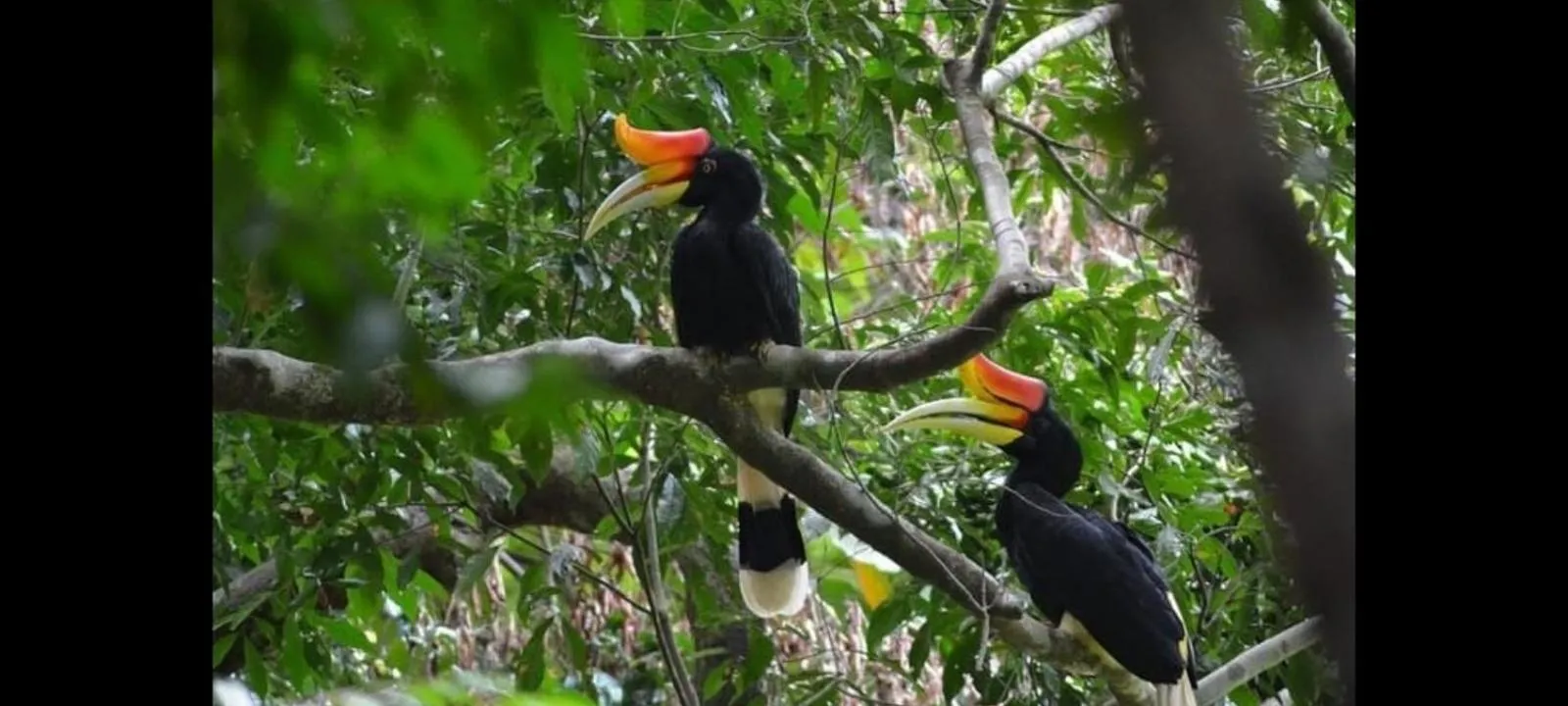 Ustin Nagoya Bukit Lawang Orangutan Trekking & transport only book with us