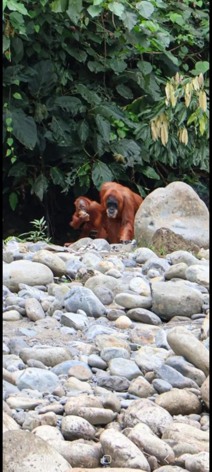 Ustin Nagoya Bukit Lawang Orangutan Trekking & transport only book with us