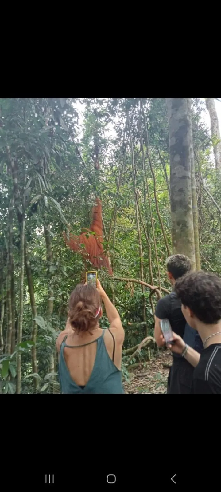Ustin Nagoya Bukit Lawang Orangutan Trekking & transport only book with us