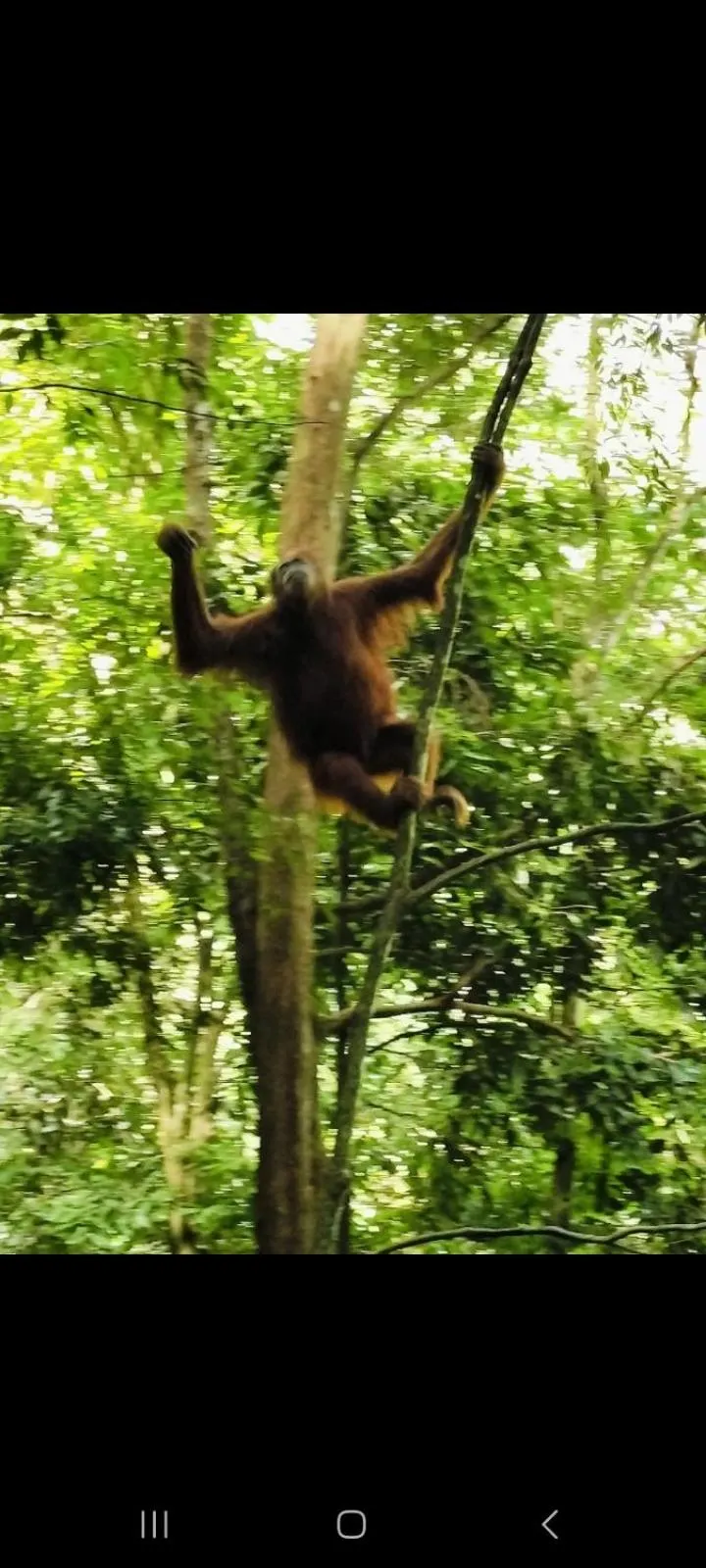 Ustin Nagoya Bukit Lawang Orangutan Trekking & transport only book with us
