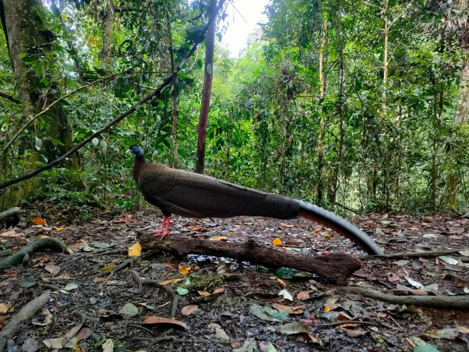 Ustin Nagoya Bukit Lawang Orangutan Trekking & transport only book with us