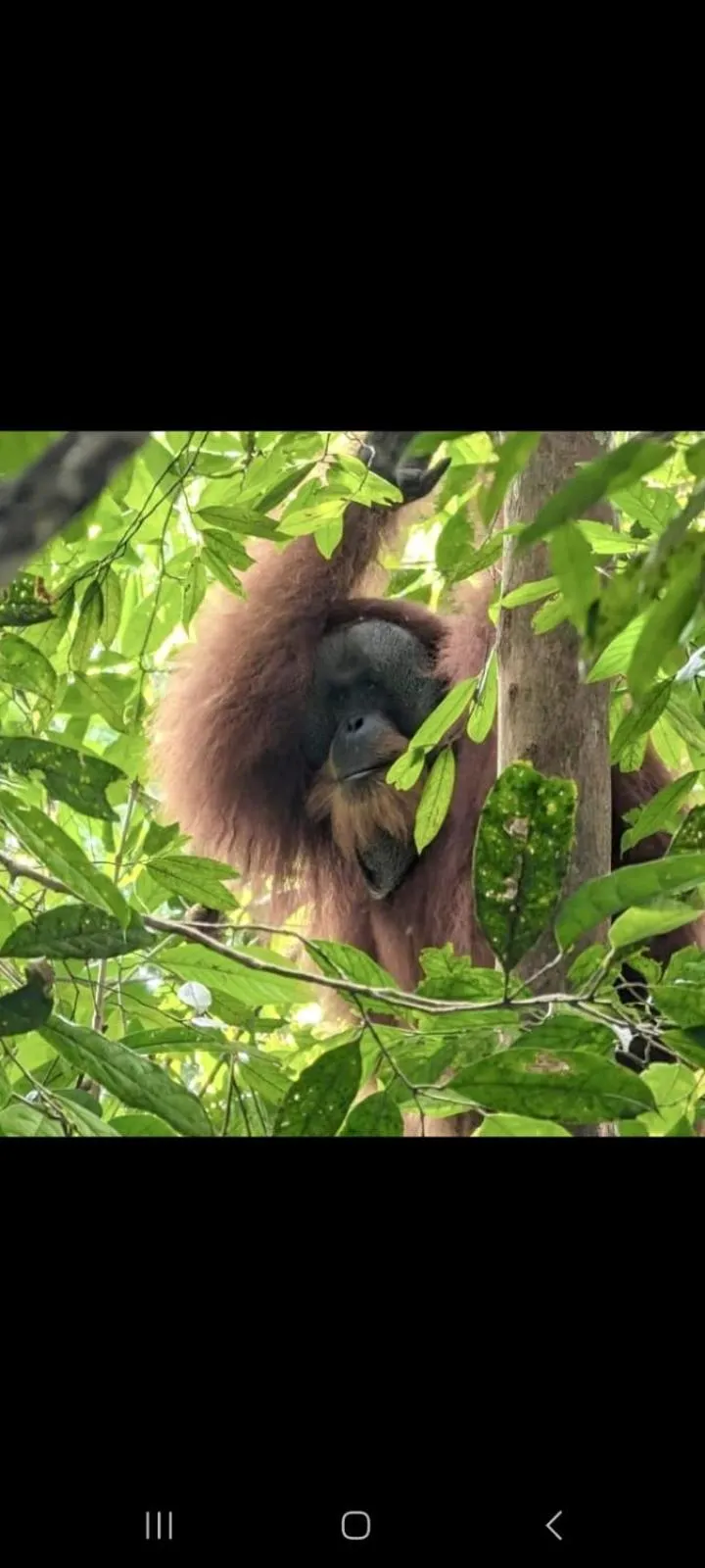 Ustin Nagoya Bukit Lawang Orangutan Trekking & transport only book with us