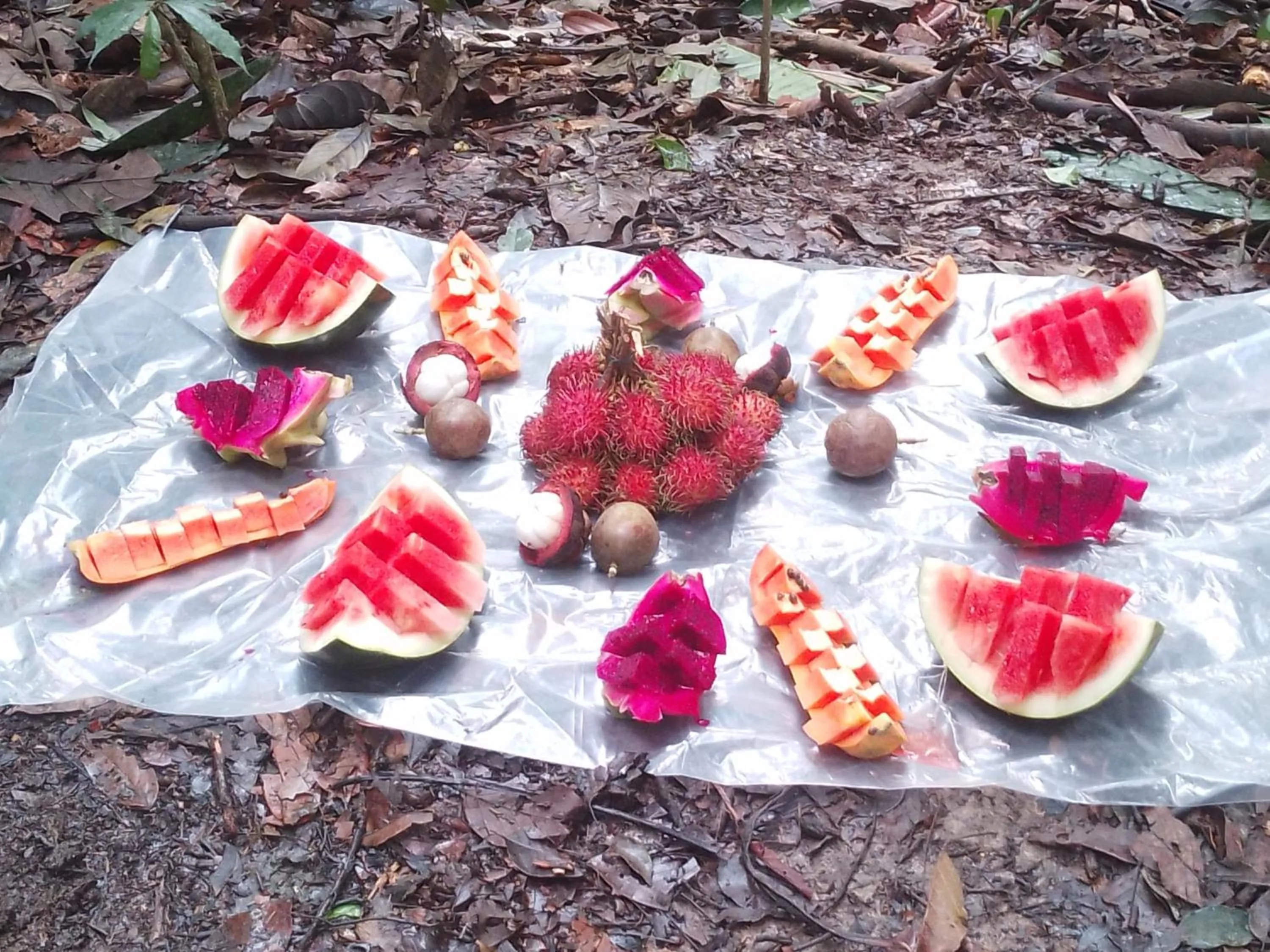Ustin Nagoya Bukit Lawang Orangutan Trekking & transport only book with us