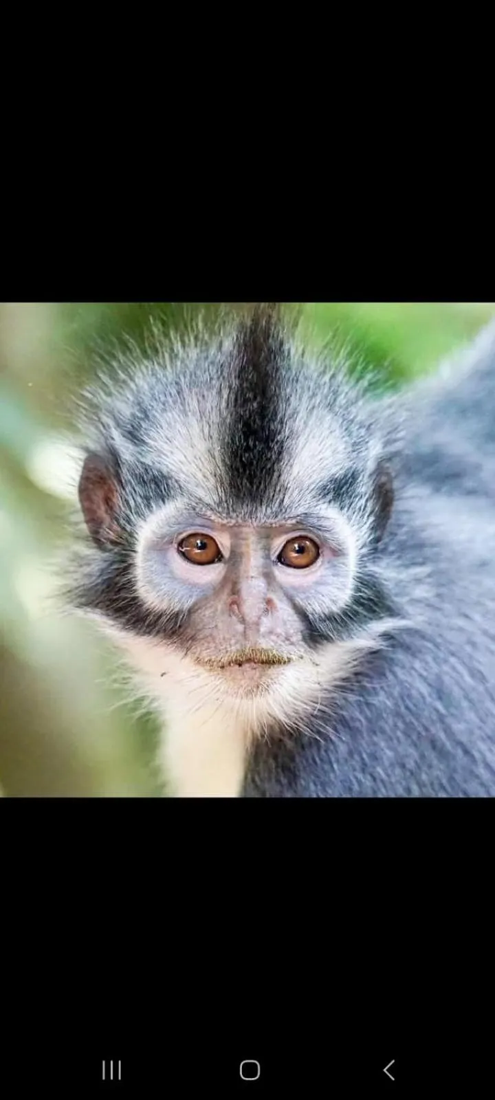 Ustin Nagoya Bukit Lawang Orangutan Trekking & transport only book with us
