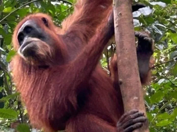 Ustin Nagoya Bukit Lawang Orangutan Trekking & transport only book with us
