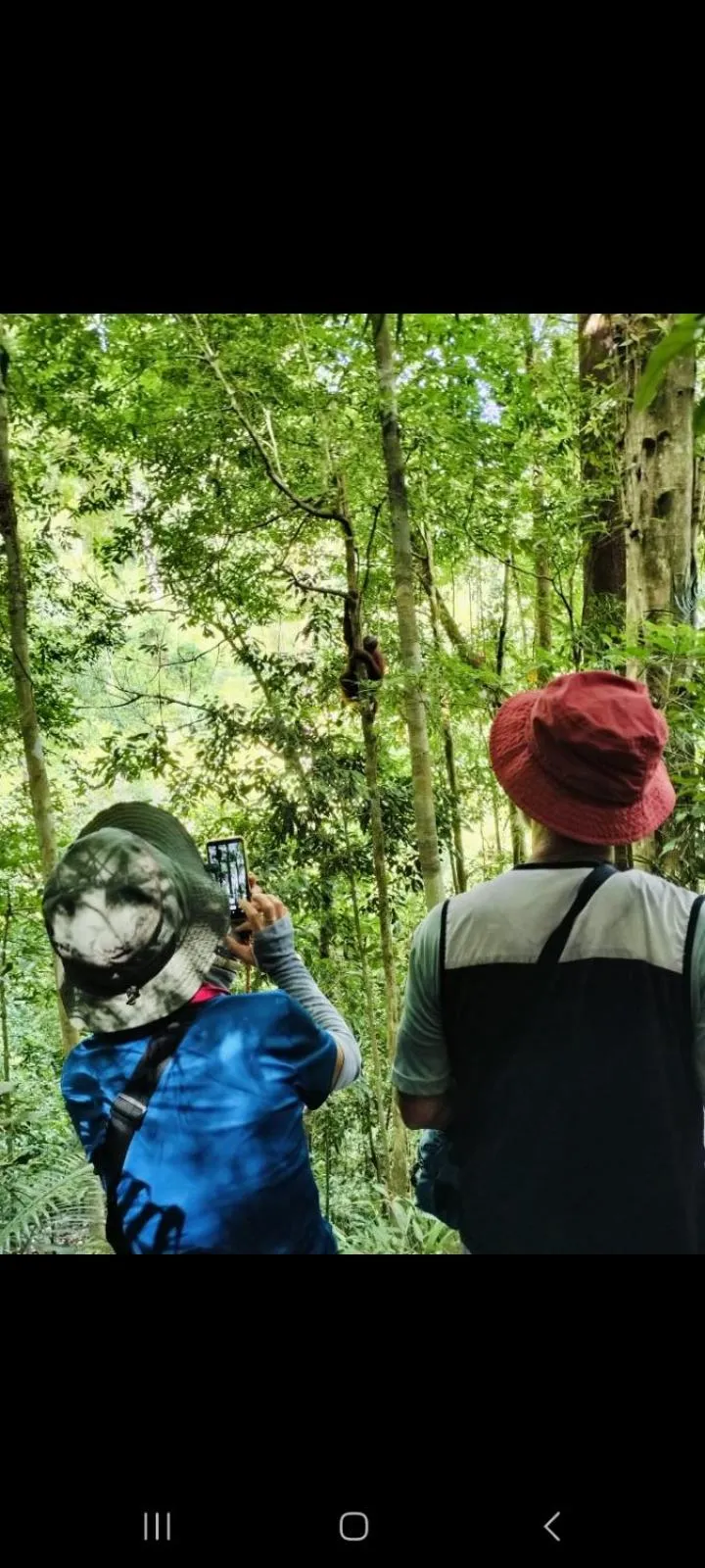 Ustin Nagoya Bukit Lawang Orangutan Trekking & transport only book with us