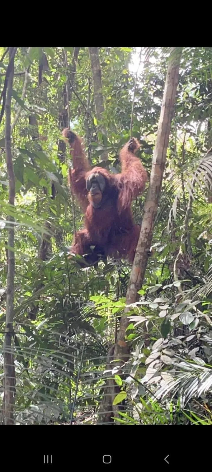 Ustin Nagoya Bukit Lawang Orangutan Trekking & transport only book with us