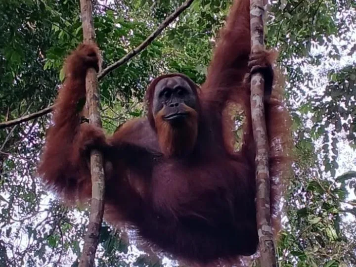 Ustin Nagoya Bukit Lawang Orangutan Trekking & transport only book with us