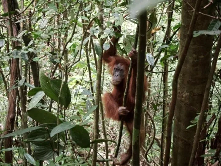 Ustin Nagoya Bukit Lawang Orangutan Trekking & transport only book with us