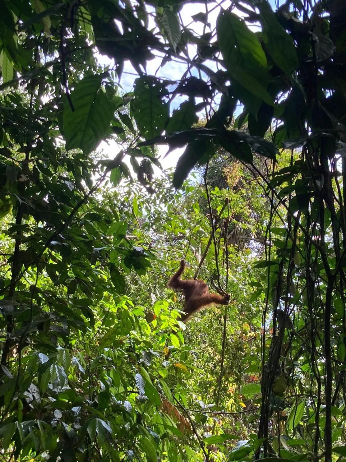 Location in Ustin Nagoya Bukit Lawang Orangutan Trekking & transport only book with us